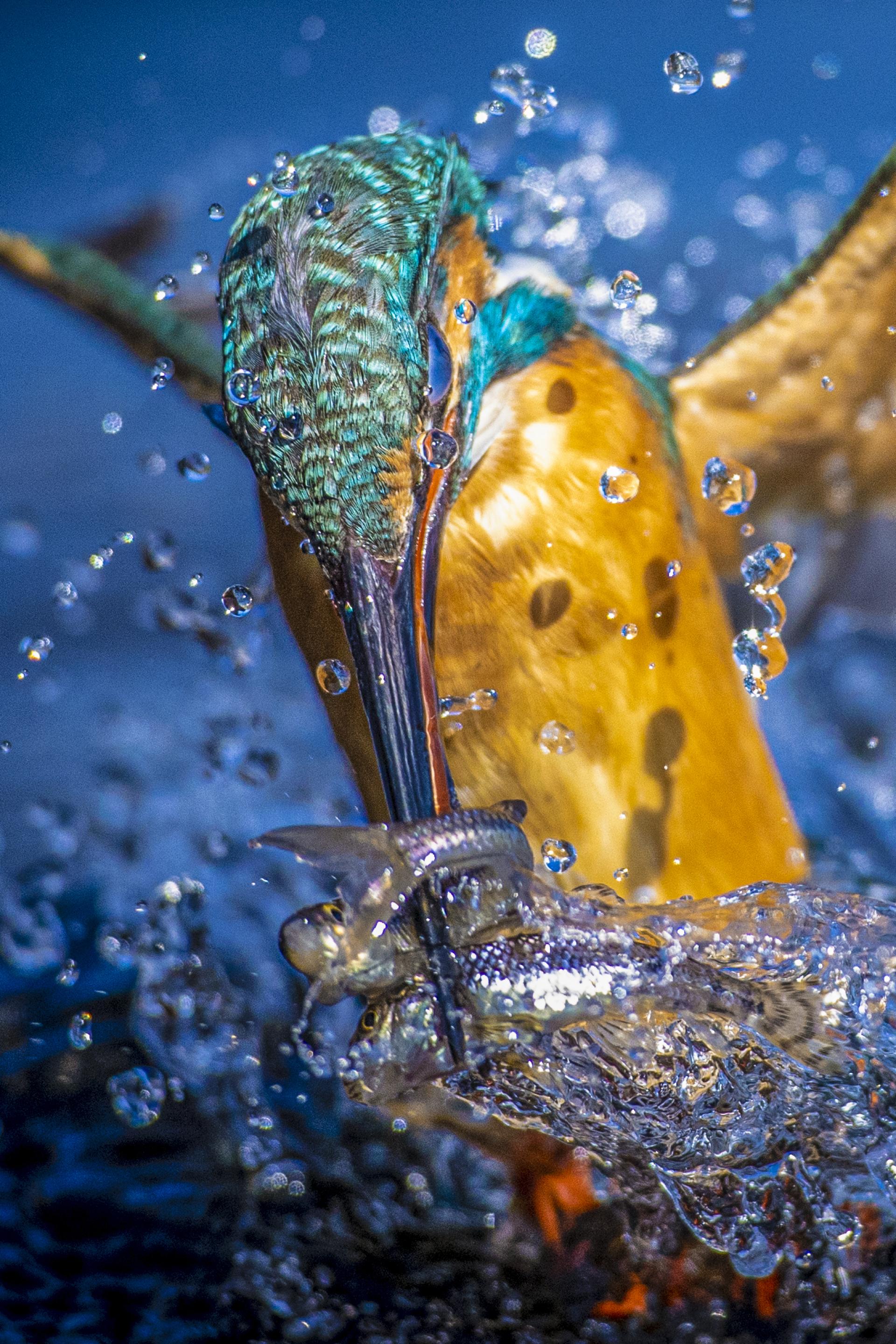 London Photography Awards Winner - Kingfisher