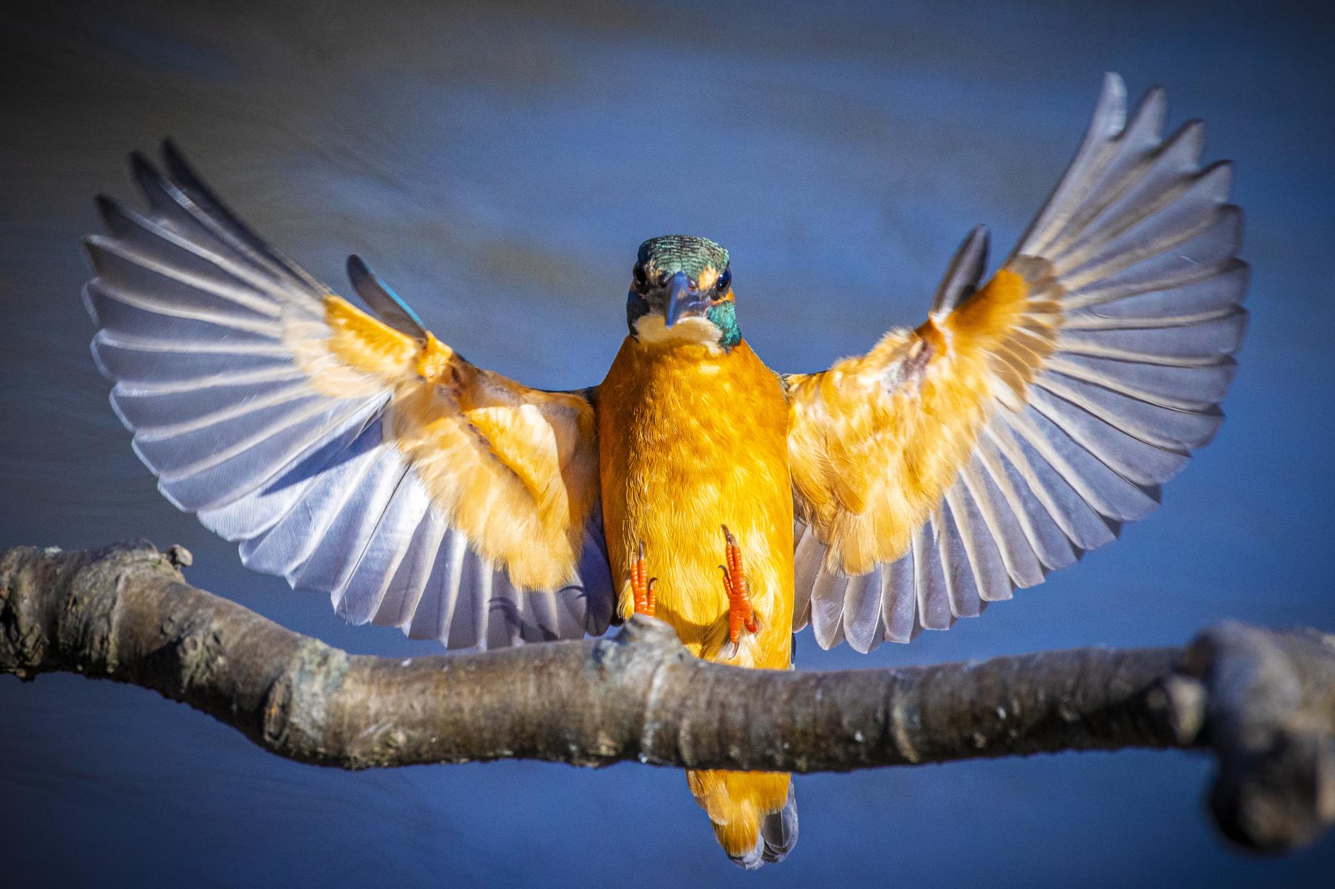 London Photography Awards Winner - Kingfisher