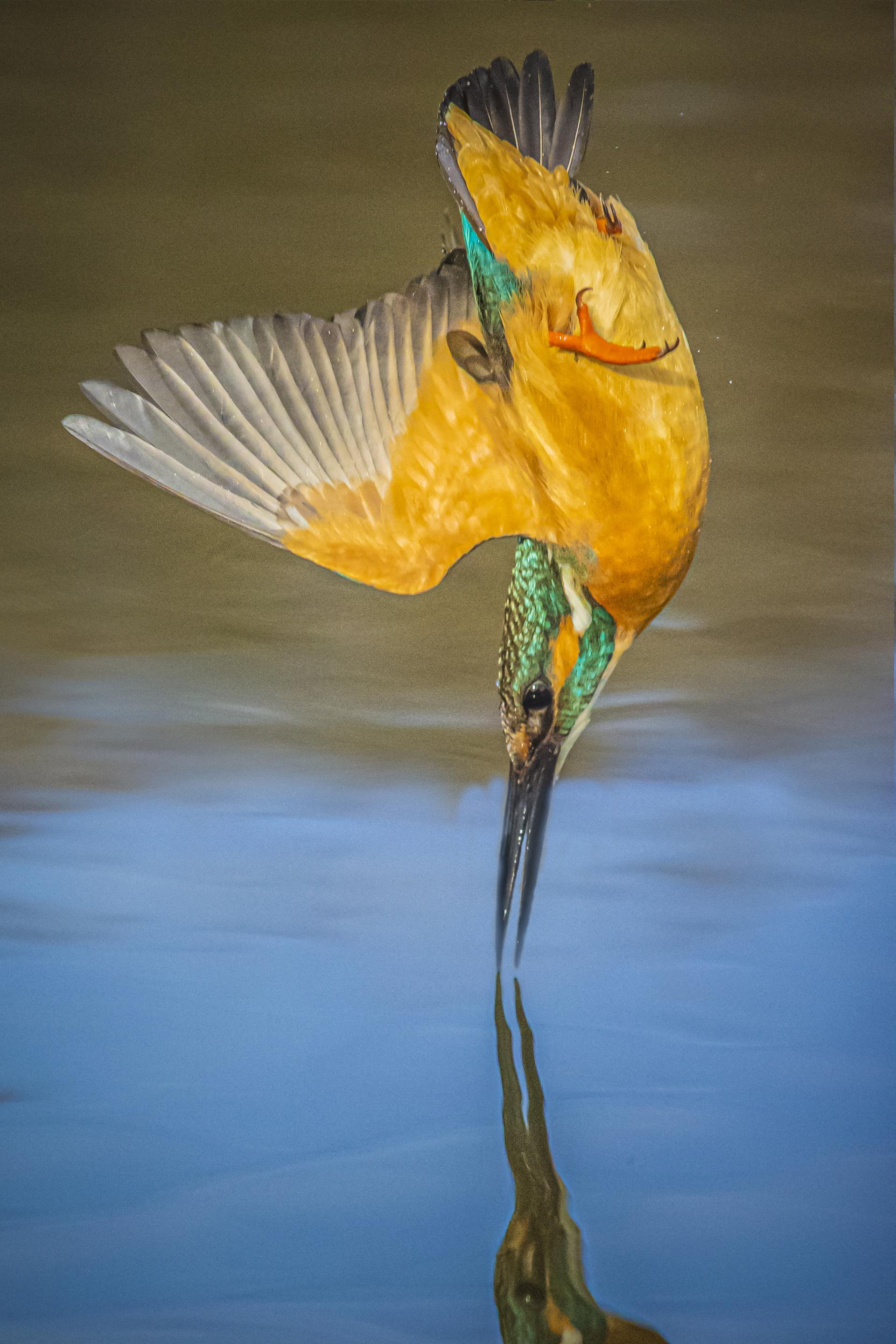 London Photography Awards Winner - Kingfisher