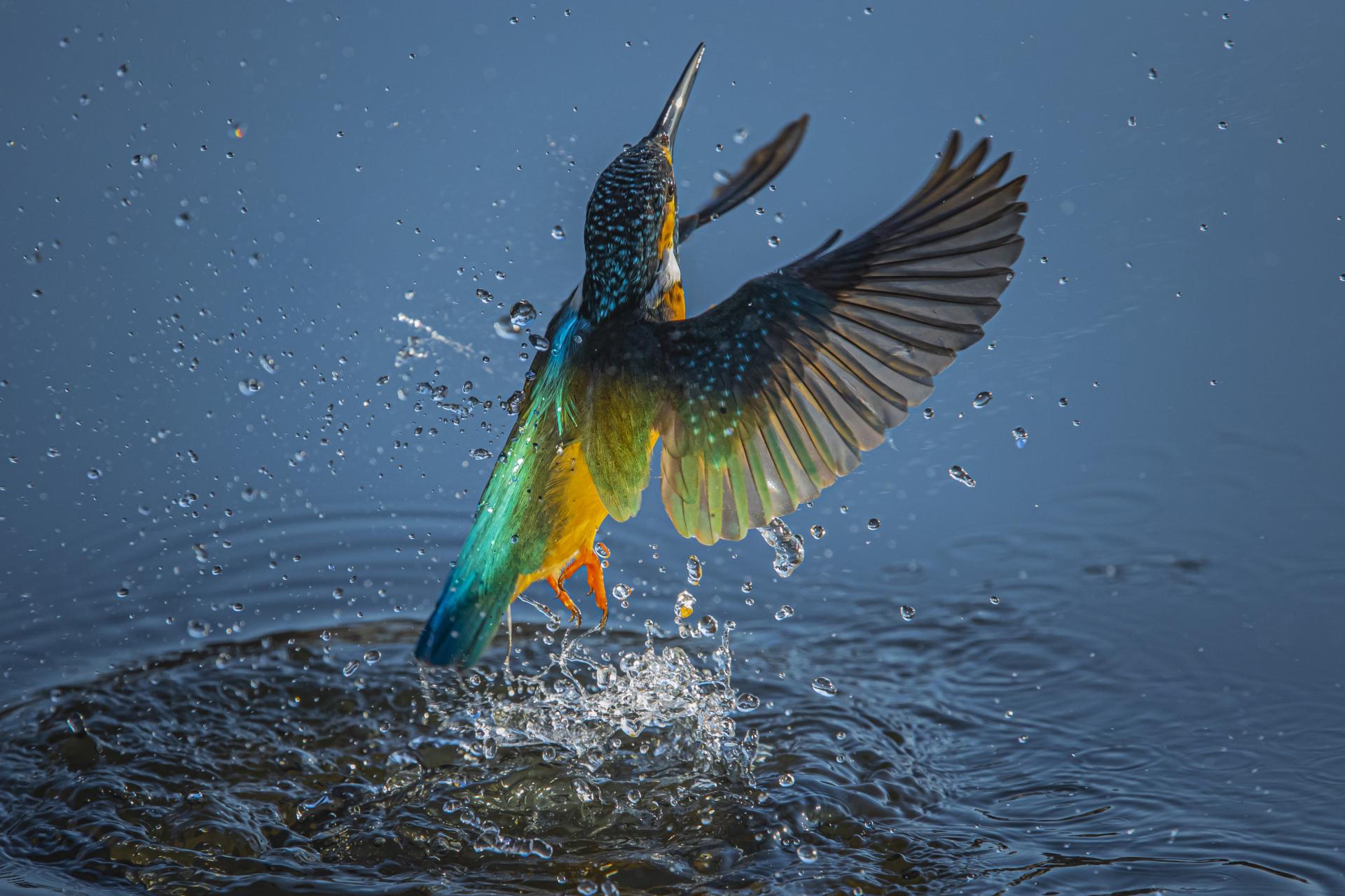 London Photography Awards Winner - Kingfisher