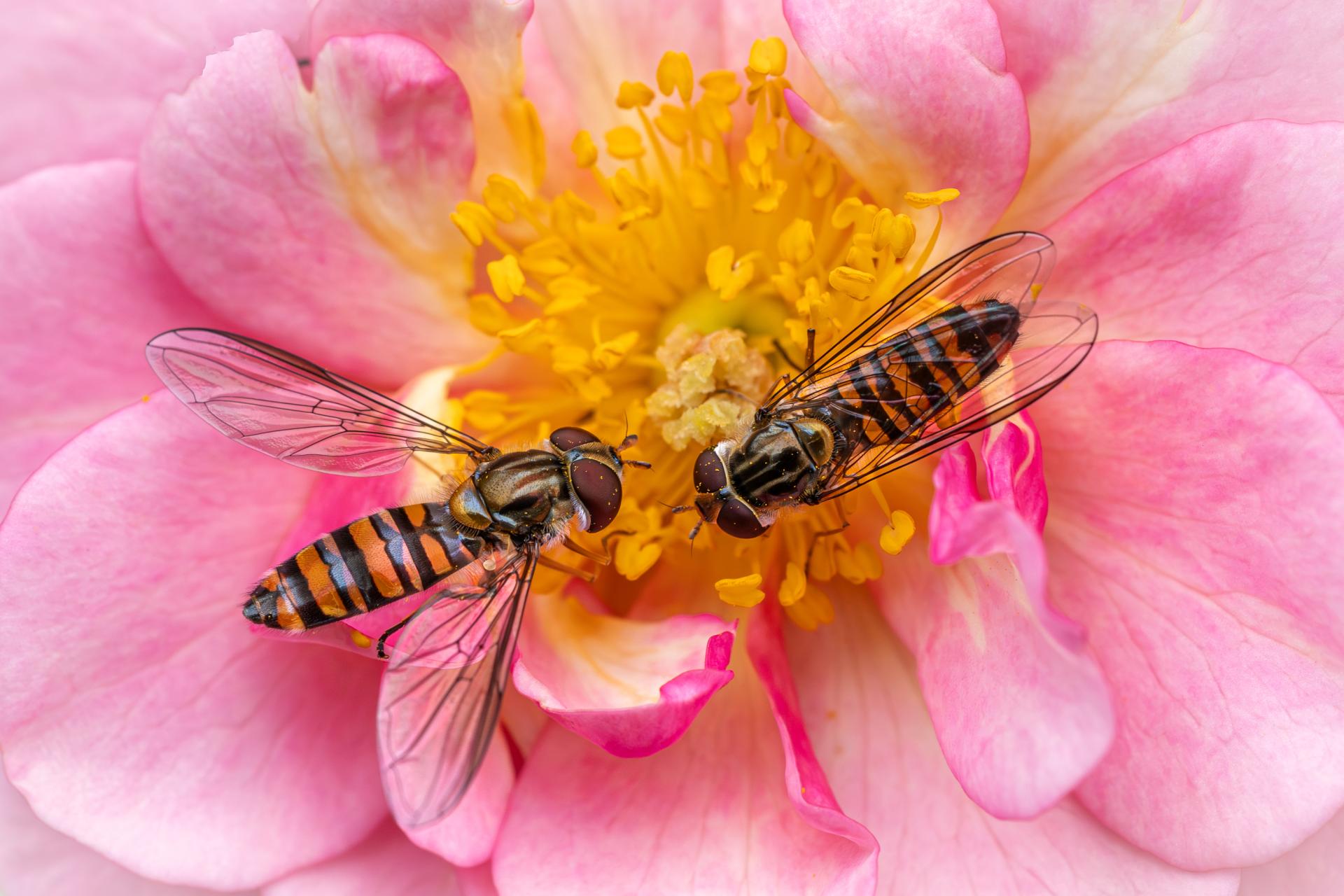 London Photography Awards Winner - Bugs Friends