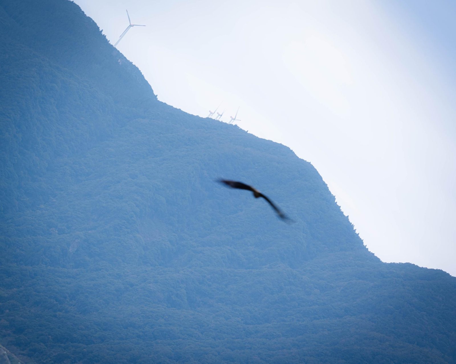 London Photography Awards Winner - alae libertatis