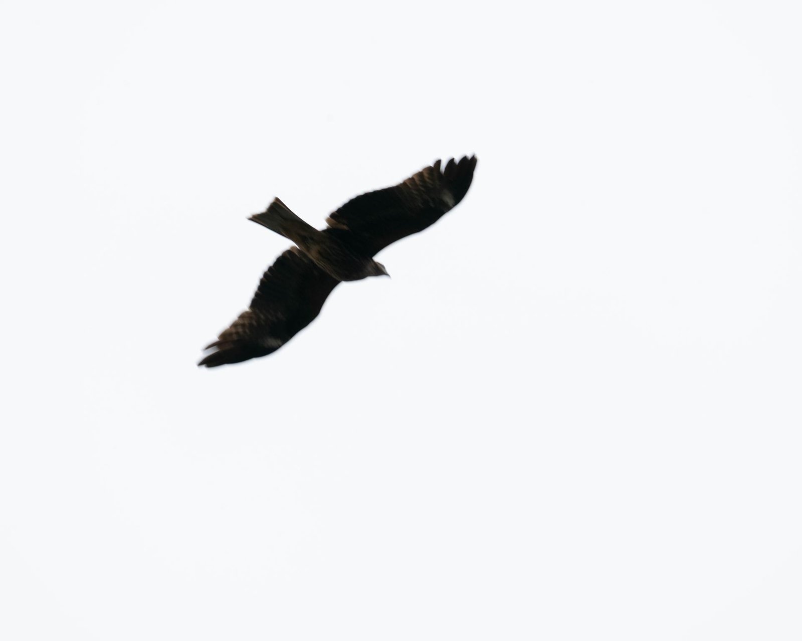 London Photography Awards Winner - alae libertatis