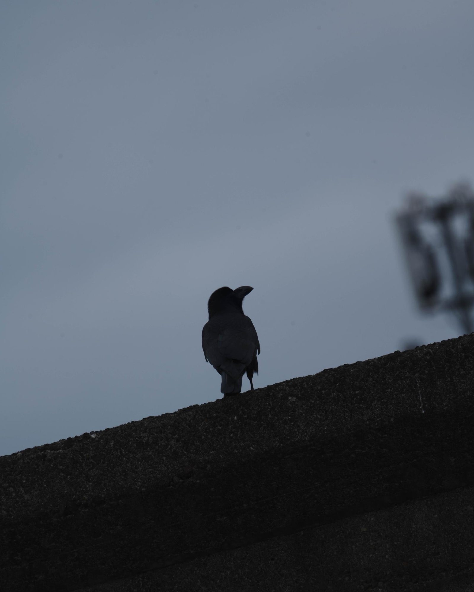 London Photography Awards Winner - alae libertatis