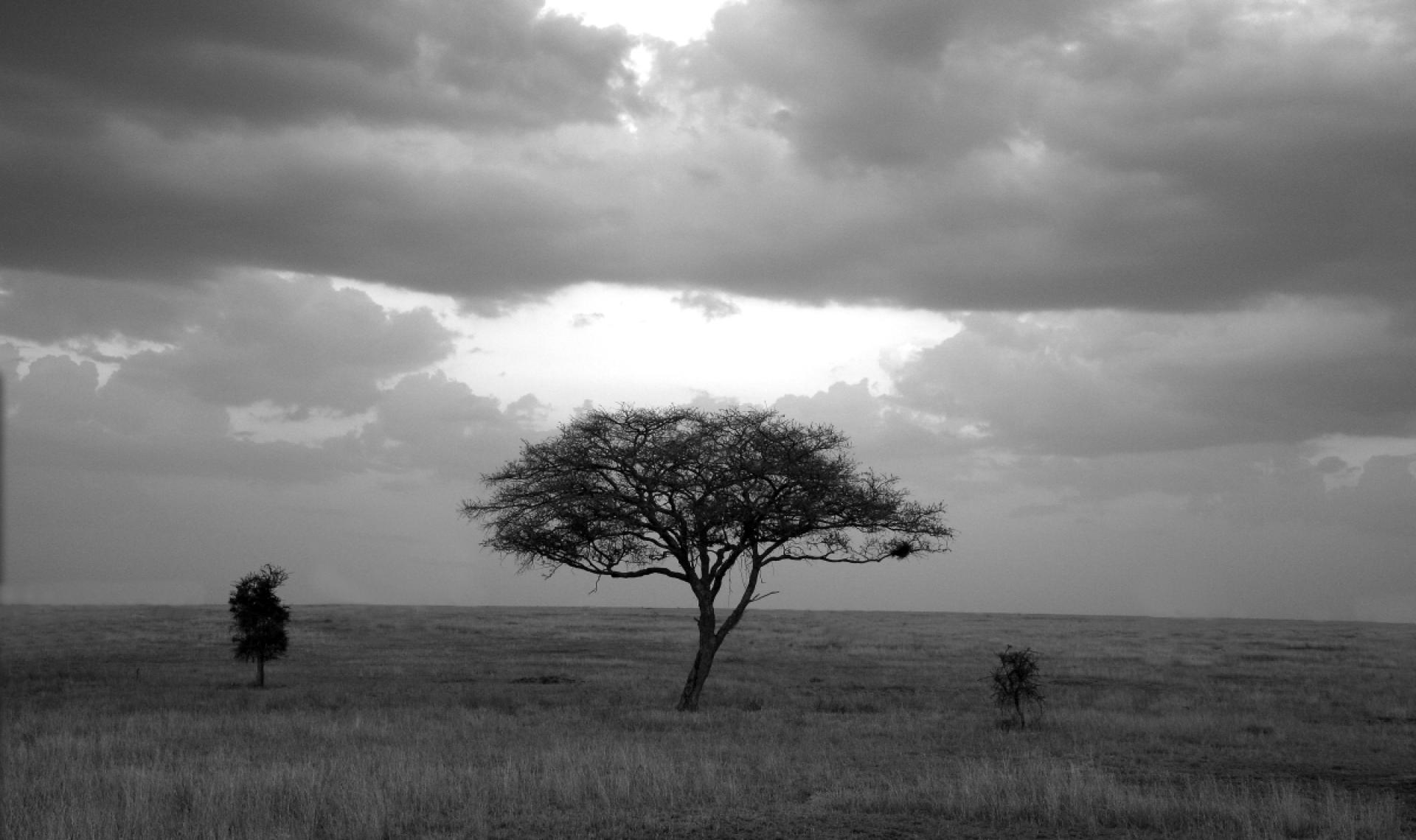 London Photography Awards Winner - SERENGETI