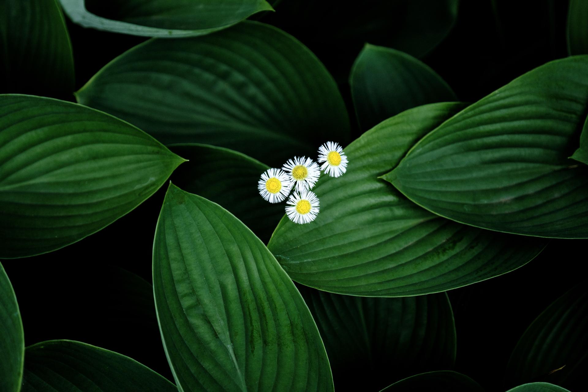 London Photography Awards Winner - Serenity in Bloom: The Daisy's Tale