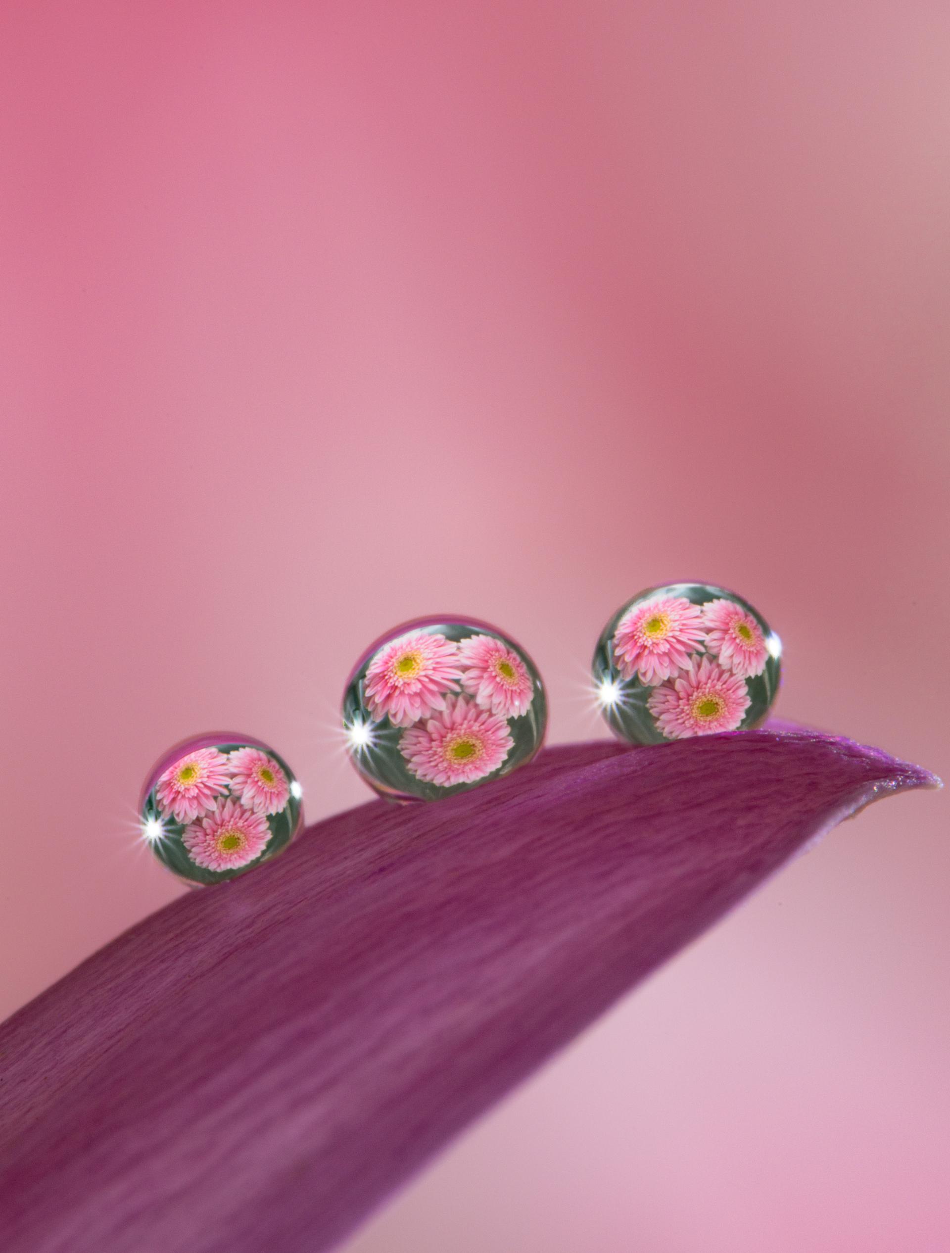 London Photography Awards Winner - Fleeting Jewels