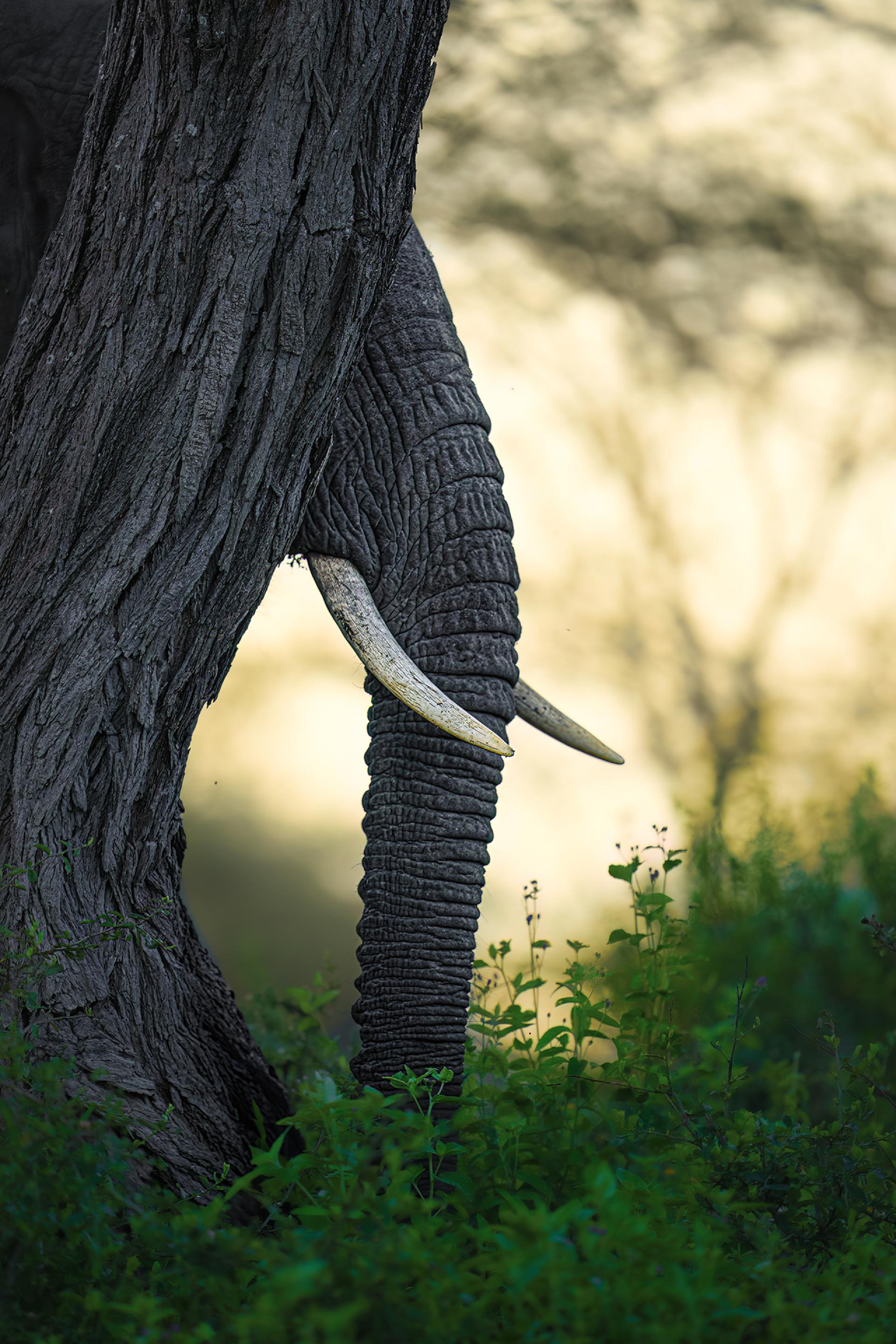 London Photography Awards Winner - Peekaboo!