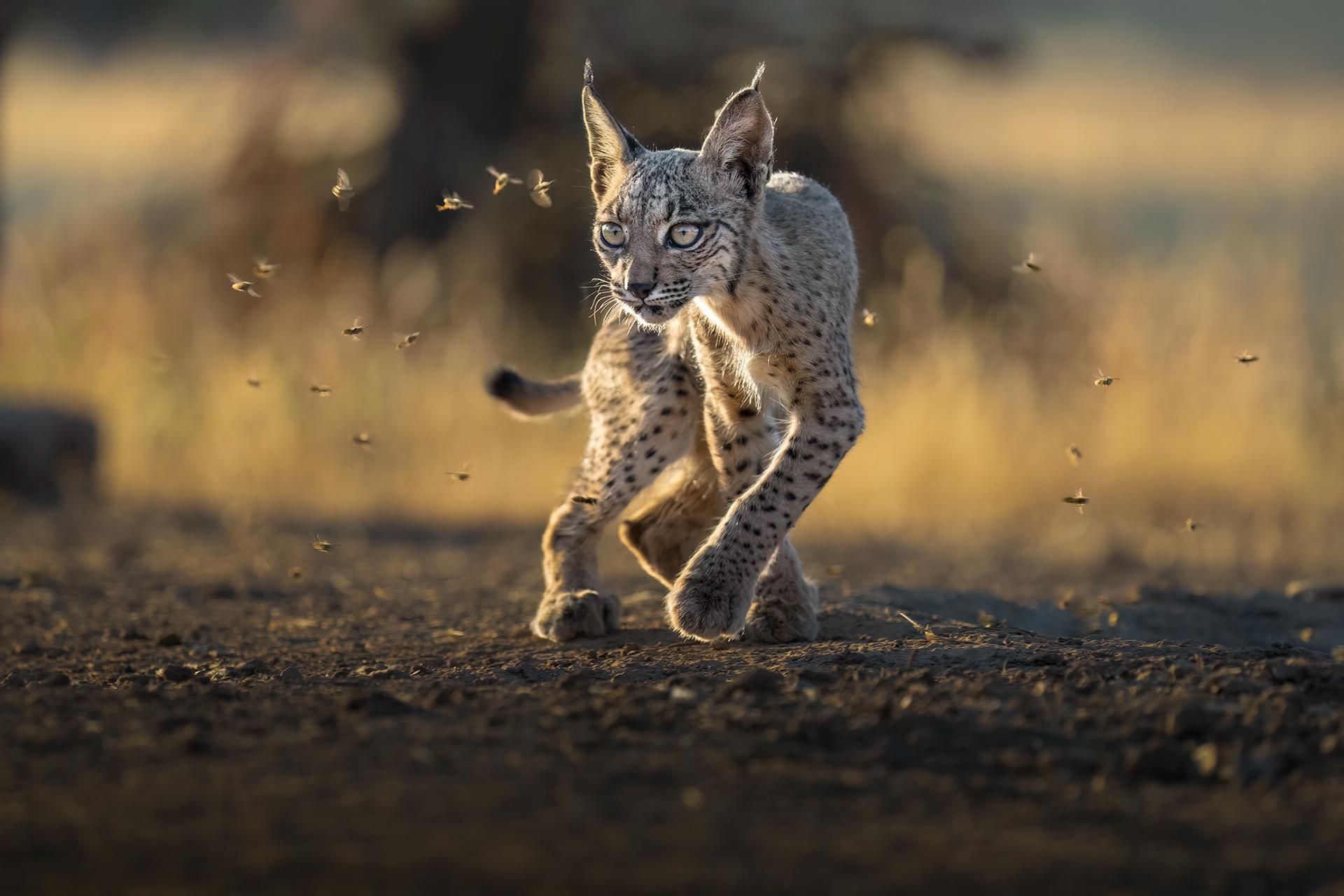 London Photography Awards Winner - Out of curiosity