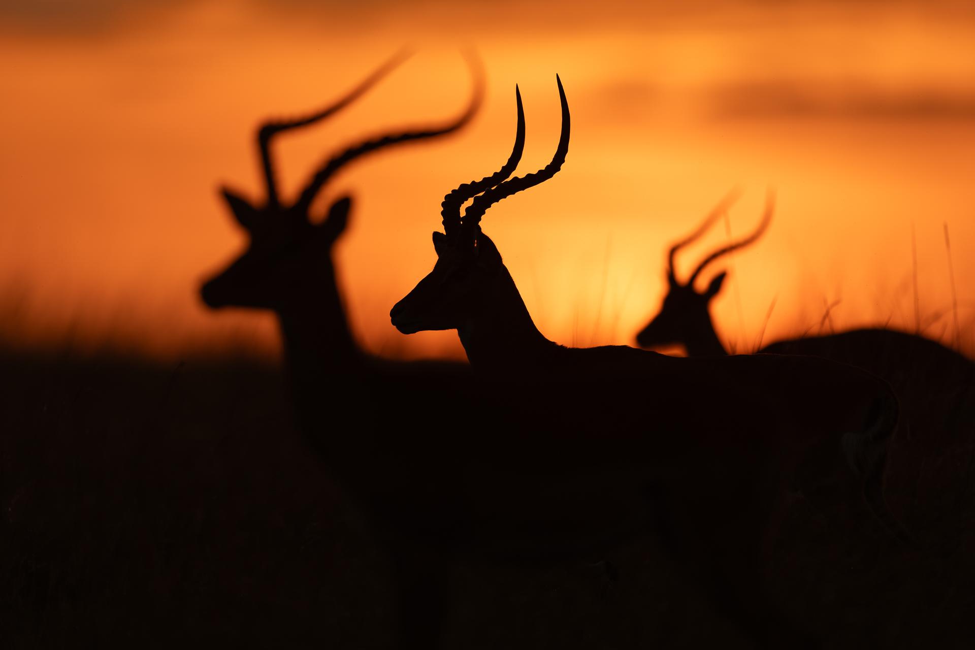 London Photography Awards Winner - Morning Hues