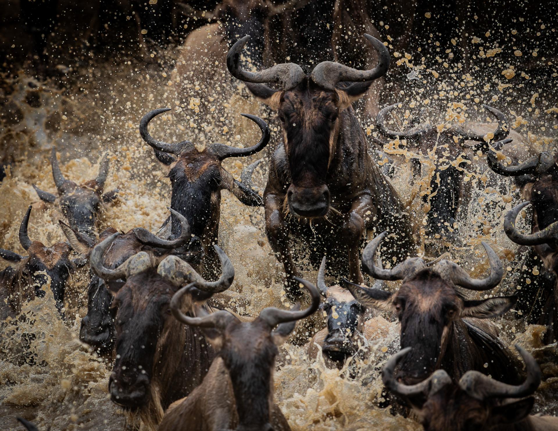 London Photography Awards Winner - The Leap