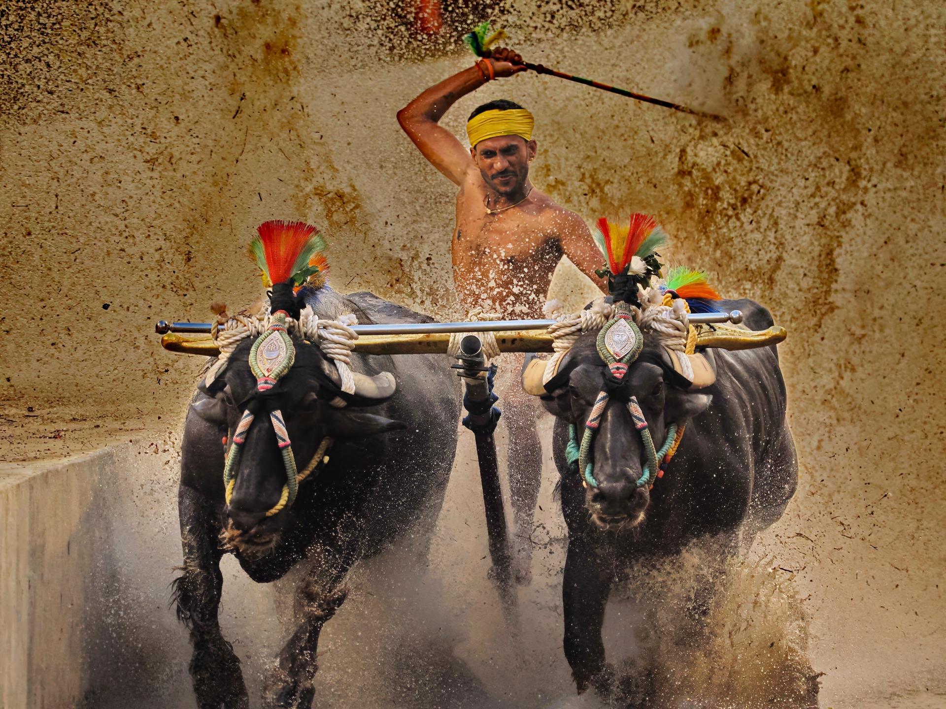 London Photography Awards Winner - Kambala Buffalo Race 