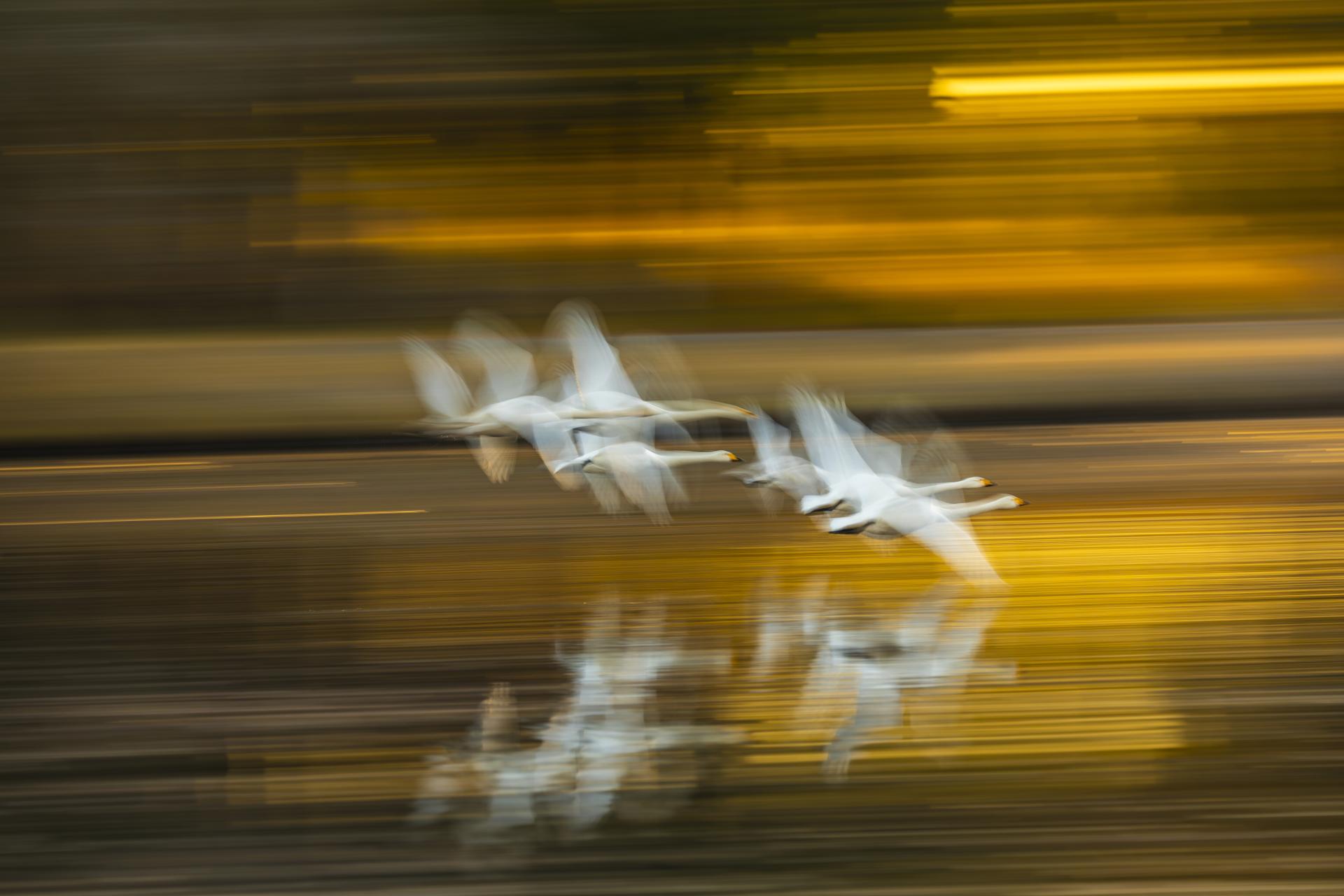 London Photography Awards Winner - The flight of swans