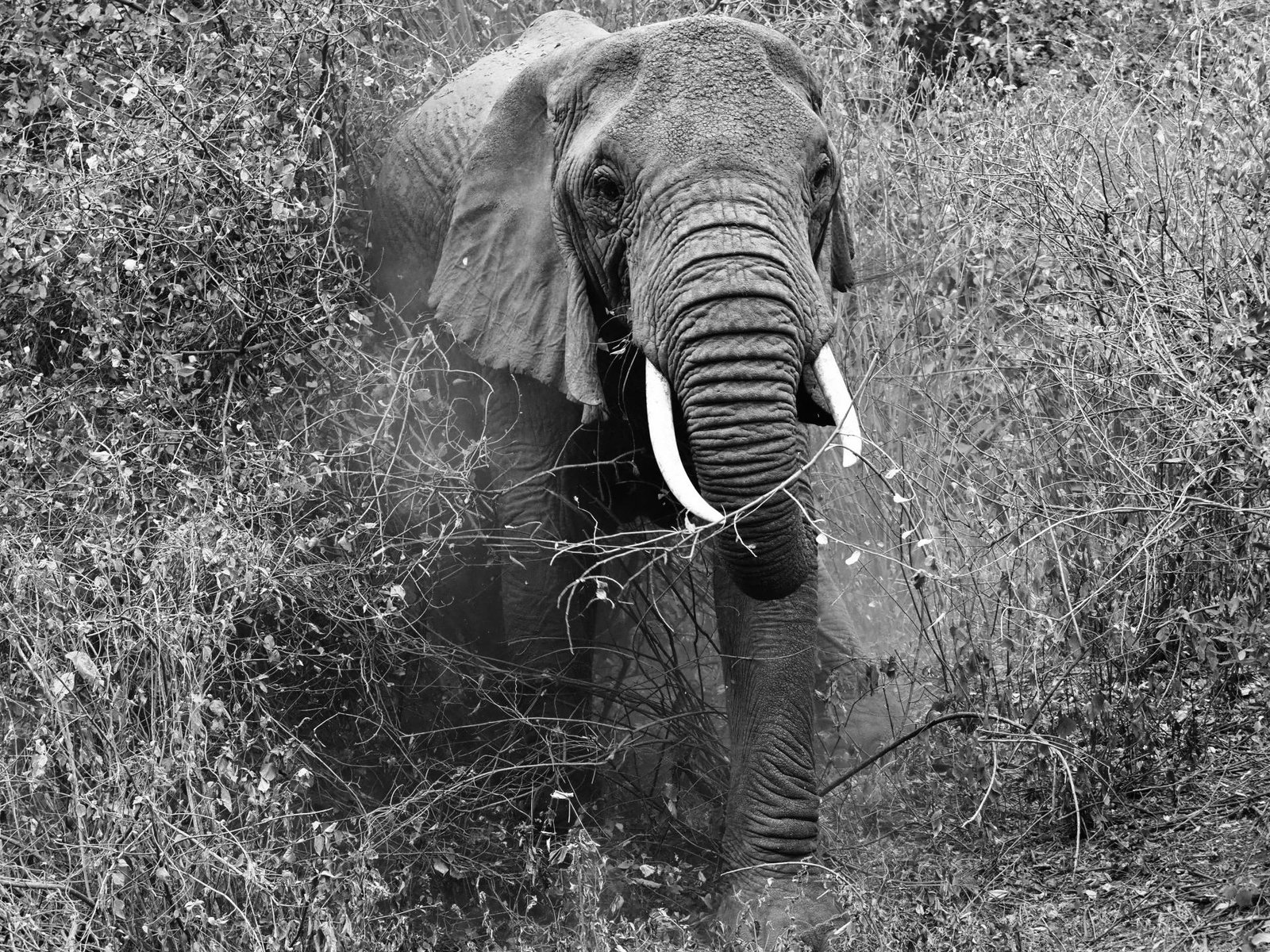 London Photography Awards Winner - Bull Elephant Charge