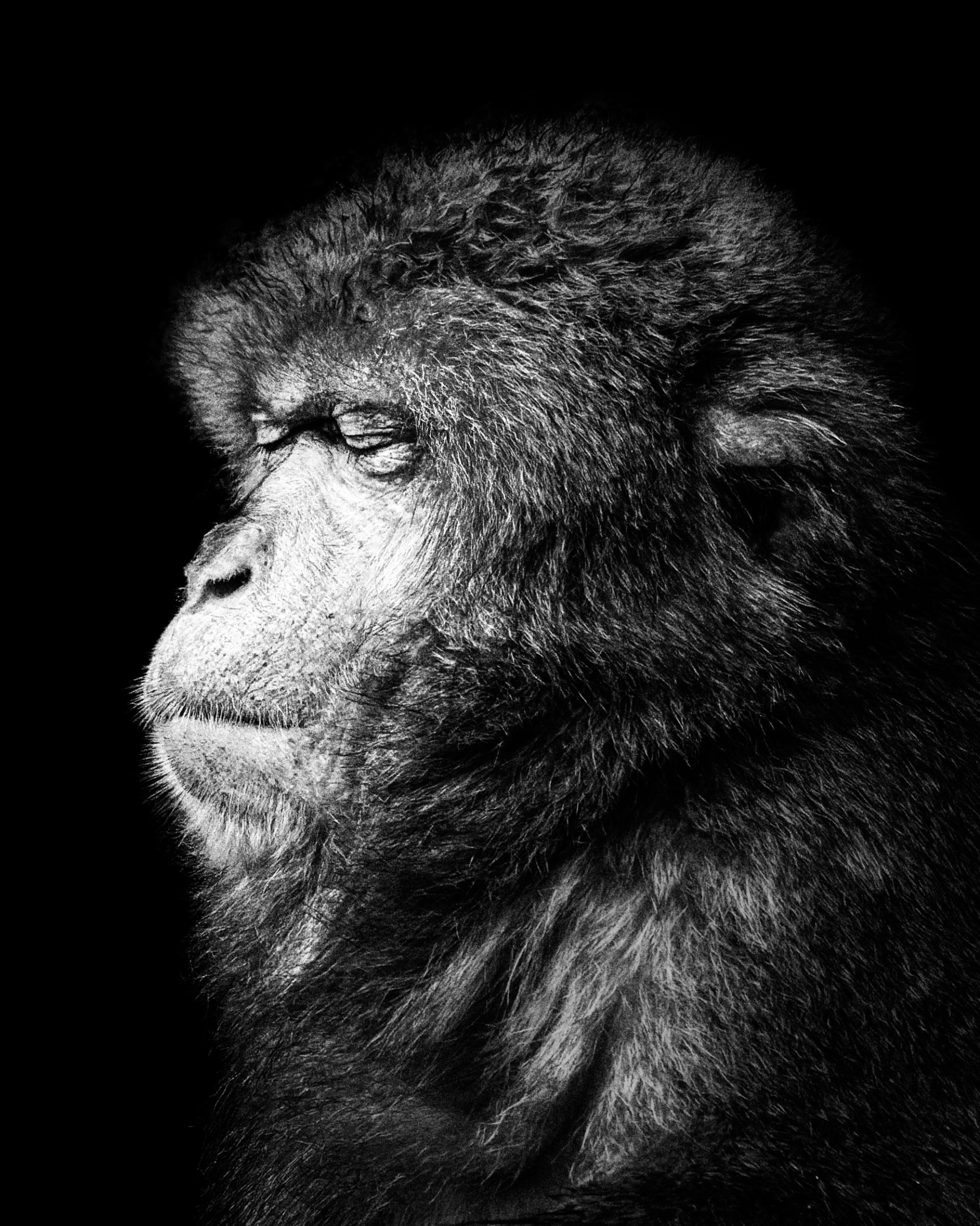 London Photography Awards Winner -  Meditation