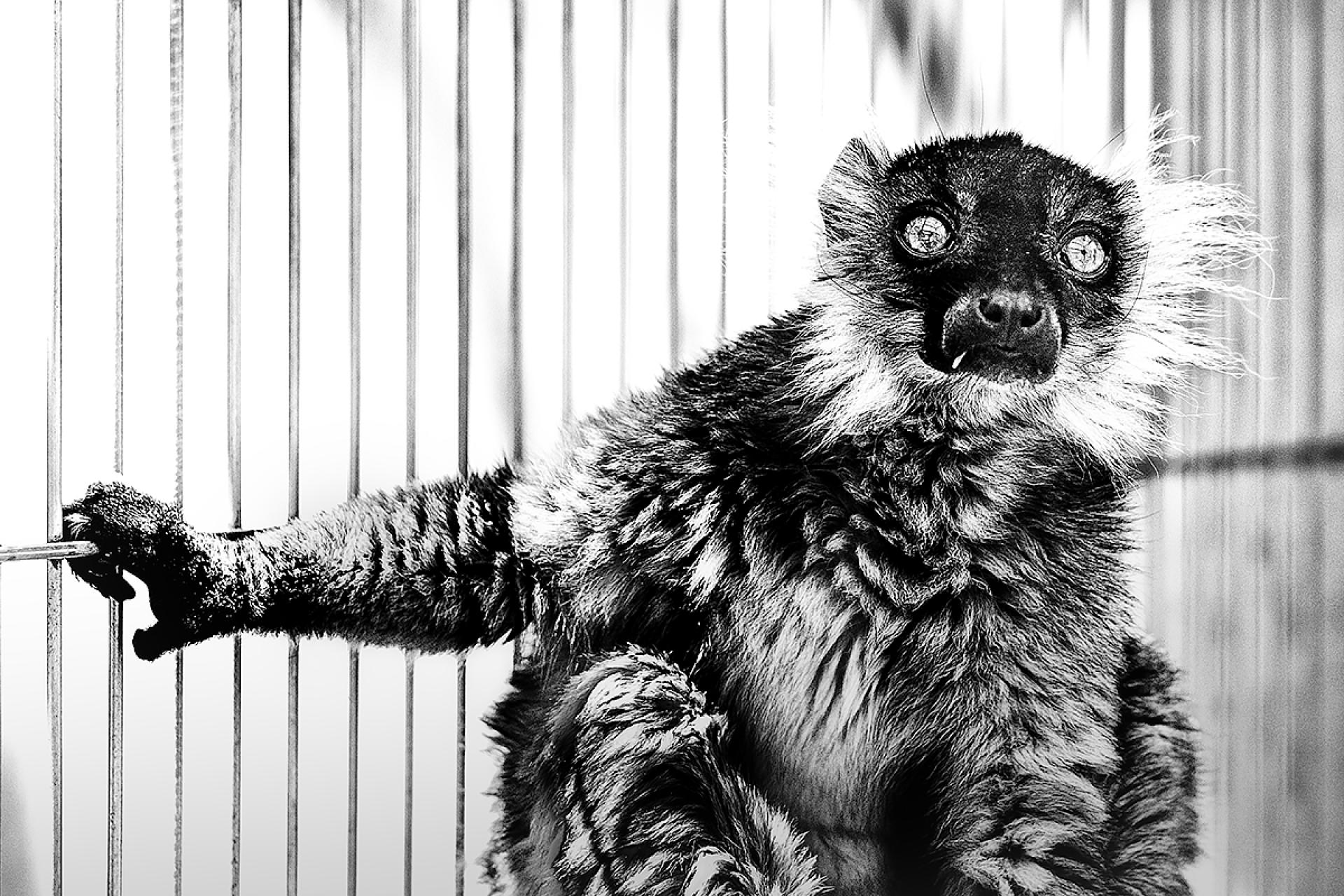 London Photography Awards Winner - Black lemur