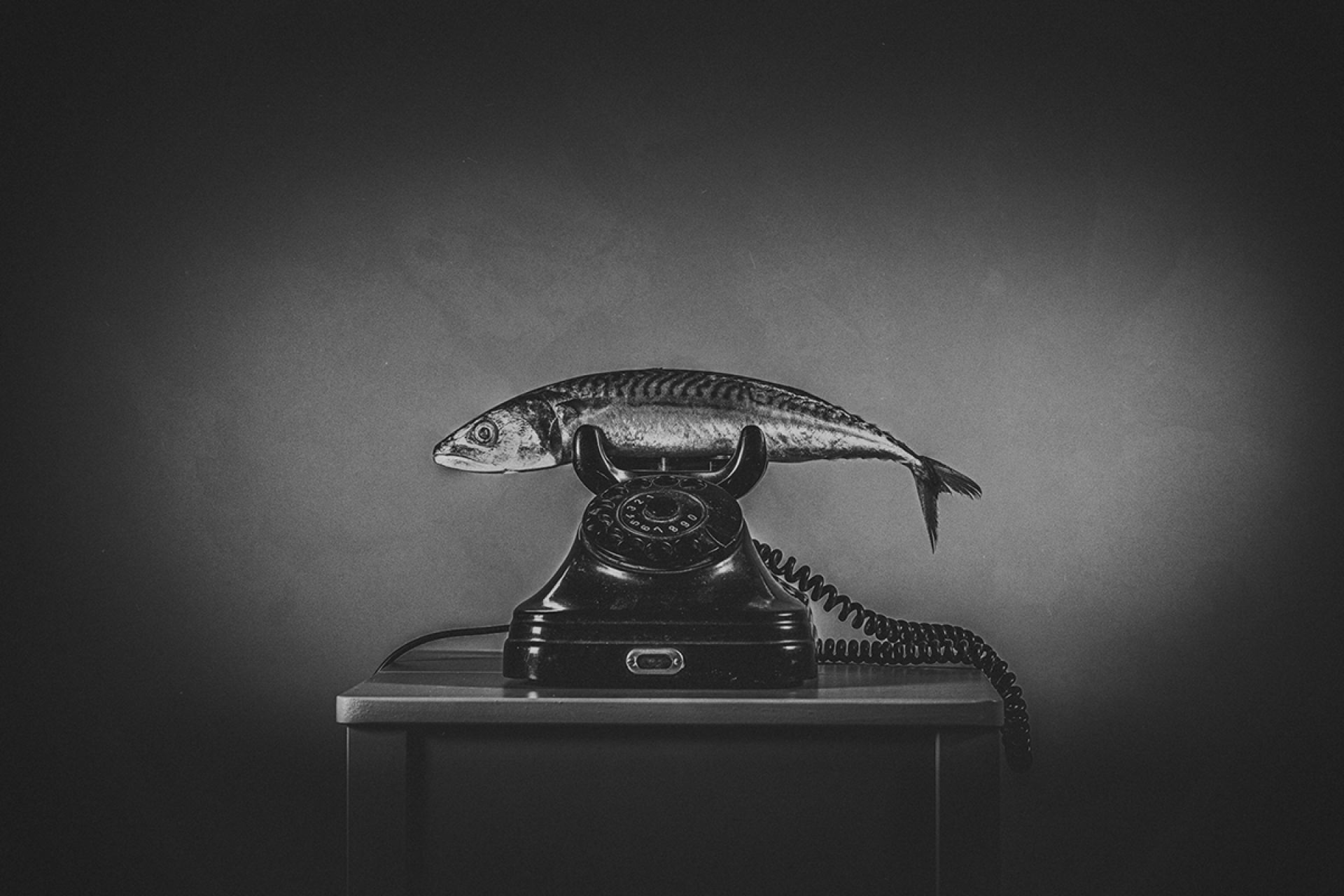 London Photography Awards Winner - Quiet as a Fish