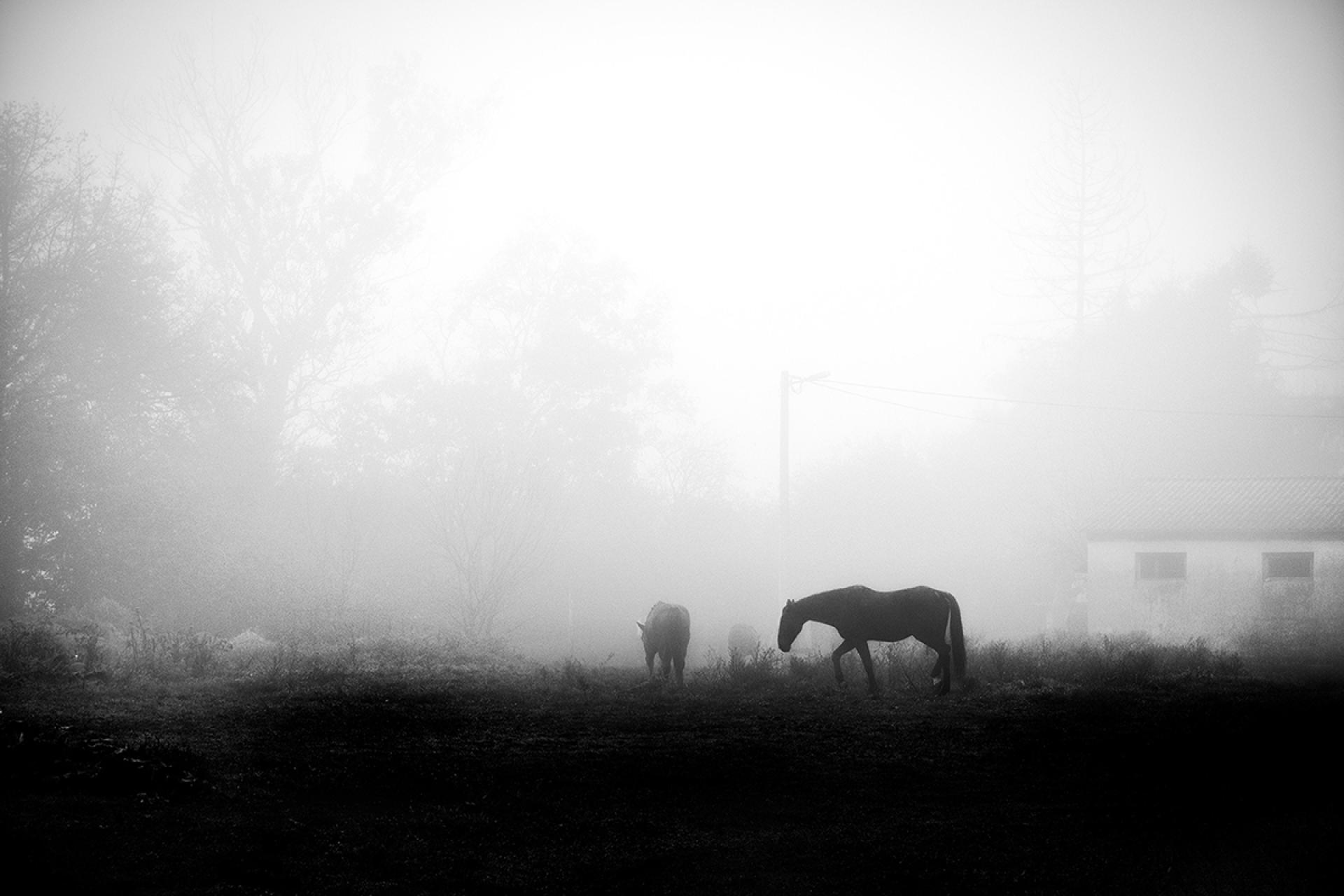 London Photography Awards Winner - Fog Walkers