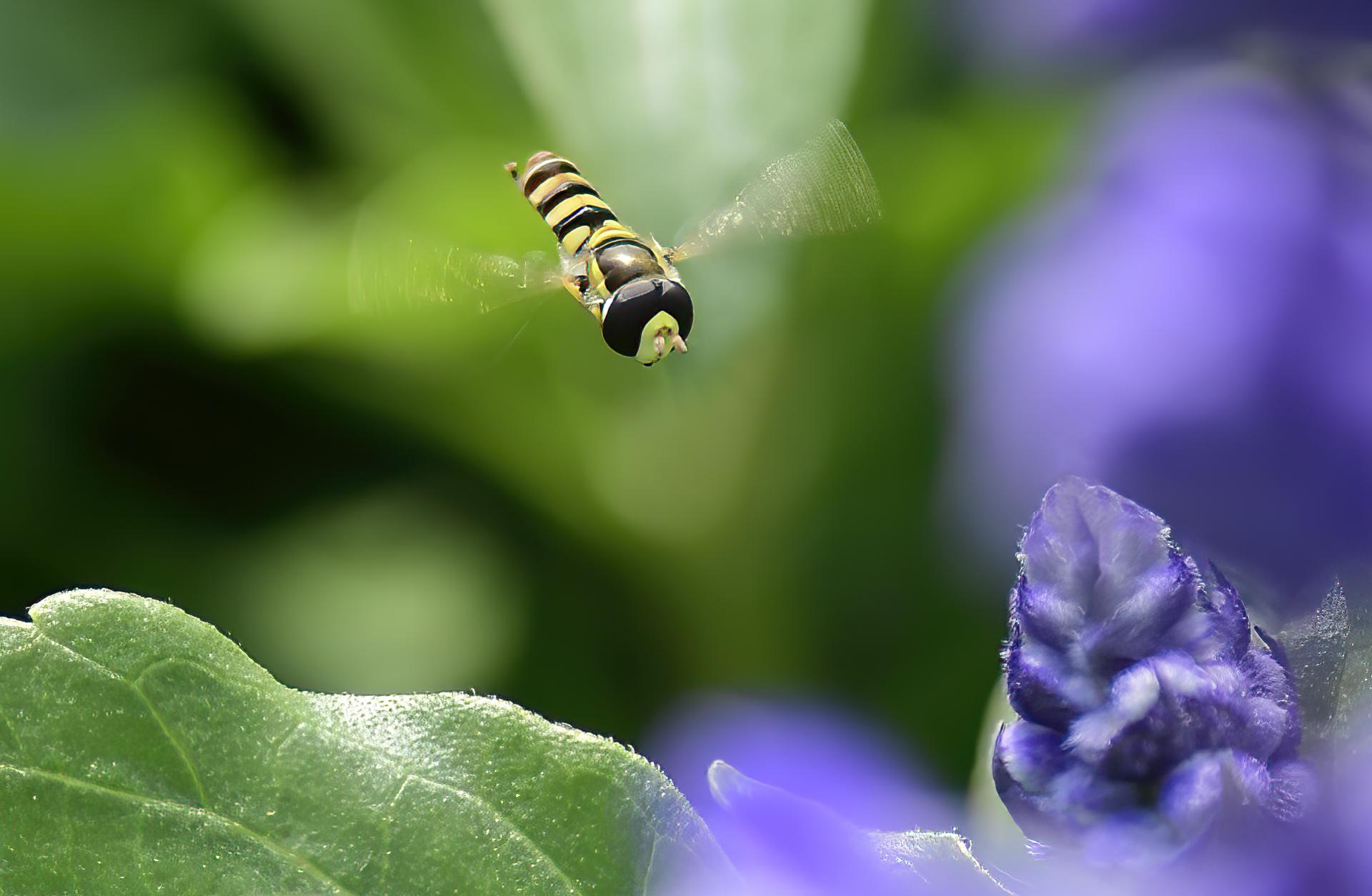 London Photography Awards Winner - Hoverfly