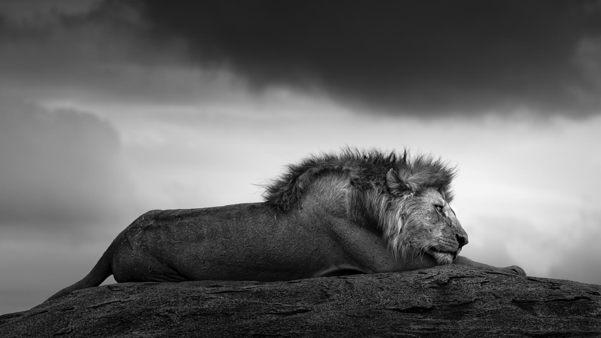 London Photography Awards Winner - The Dreamer
