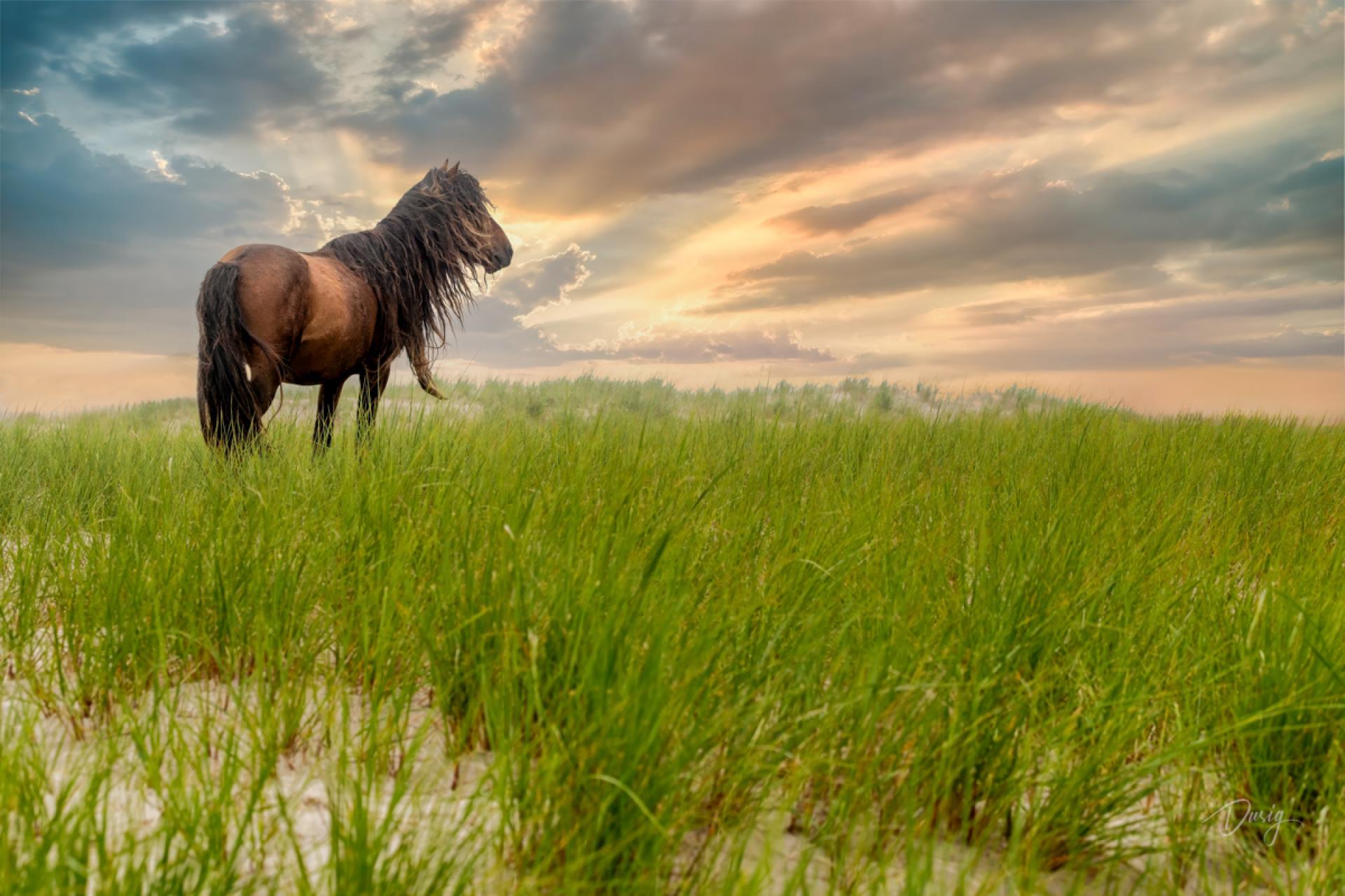 London Photography Awards Winner - Whispers of Solitude: Sable Island’s Untamed Spirits