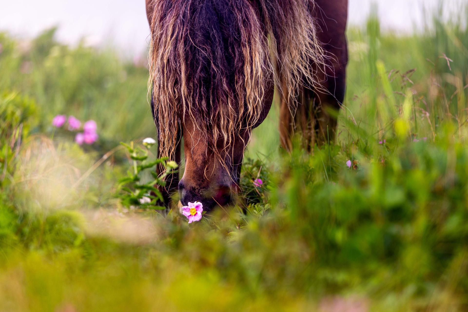 London Photography Awards Winner - Whispers of Solitude: Sable Island’s Untamed Spirits