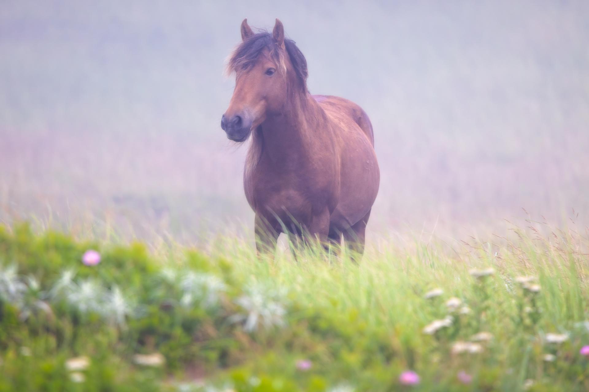 London Photography Awards Winner - Whispers of Solitude: Sable Island’s Untamed Spirits