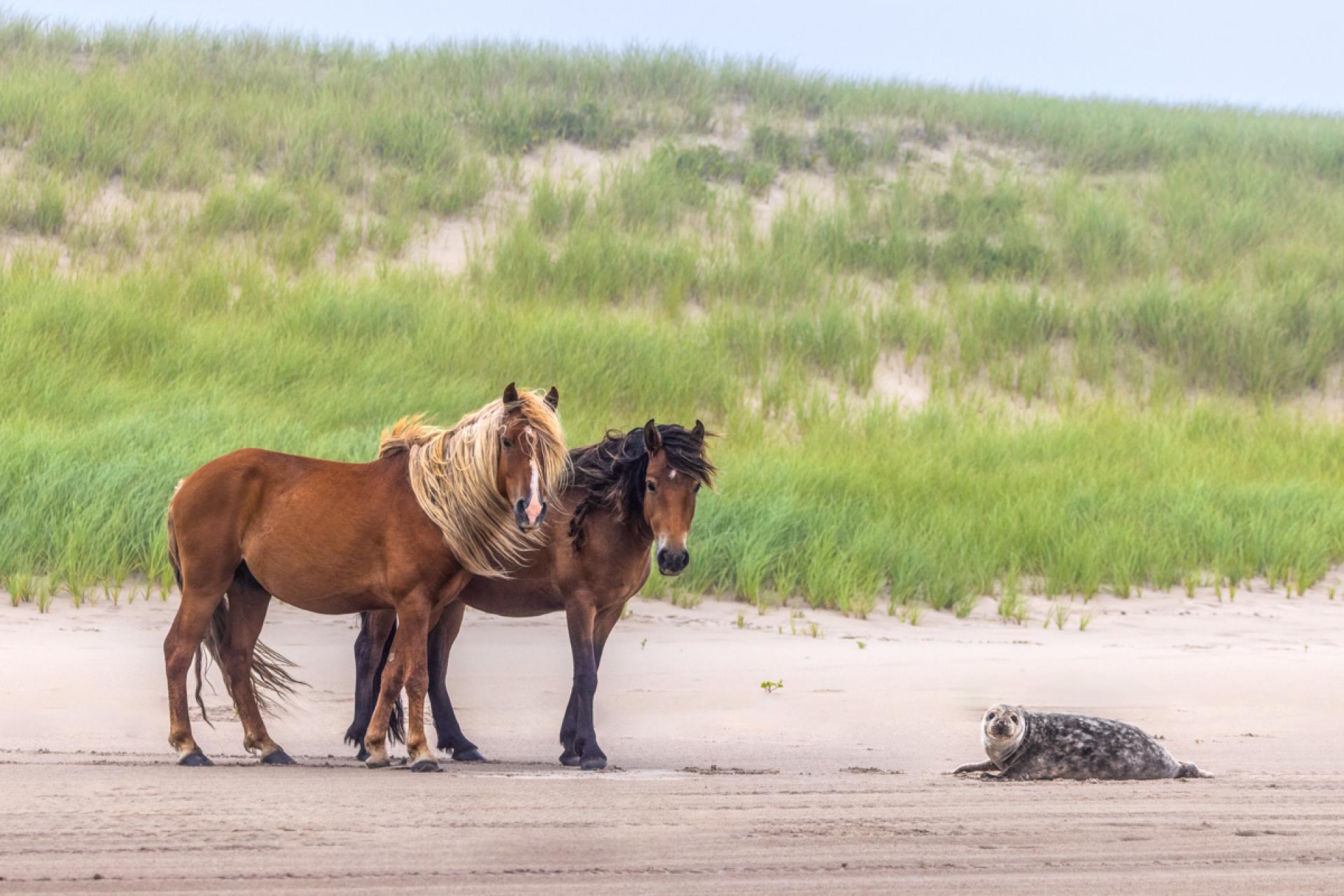 London Photography Awards Winner - Whispers of Solitude: Sable Island’s Untamed Spirits