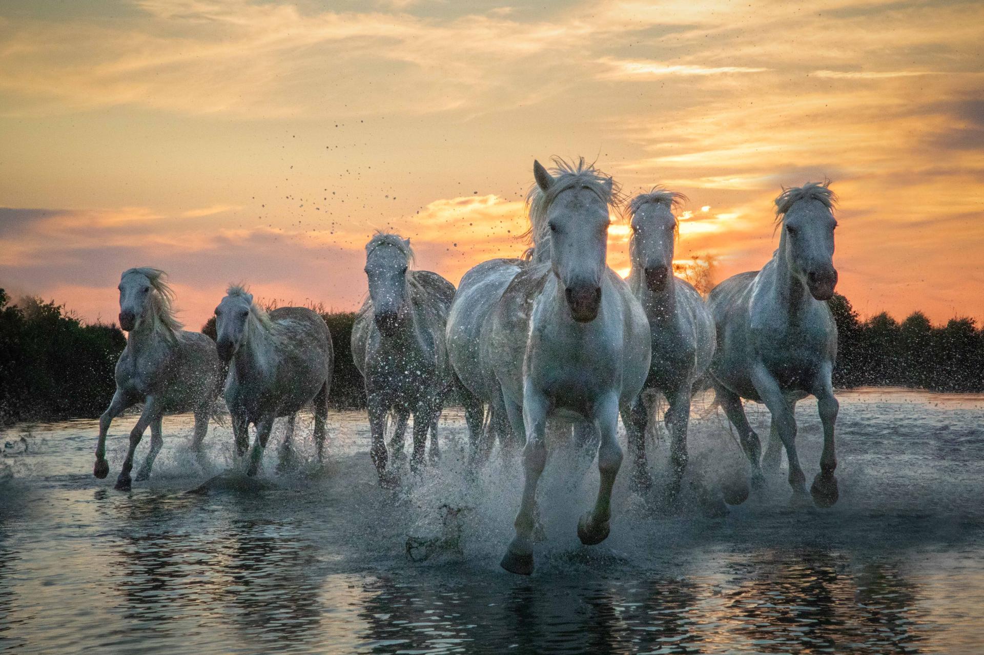 London Photography Awards Winner - Wild Grace: Dance of the Camargue Horses