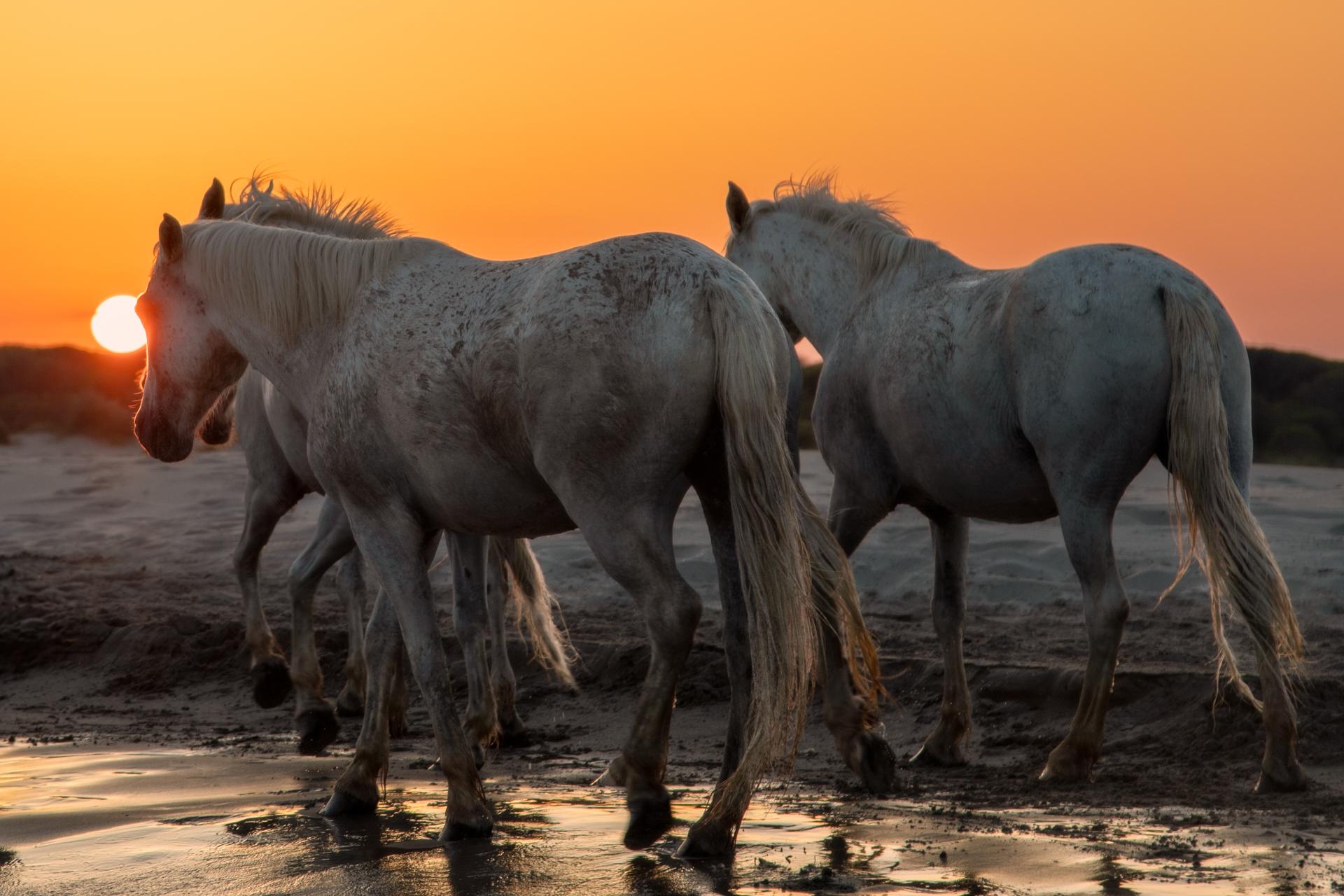 London Photography Awards Winner - Wild Grace: Dance of the Camargue Horses