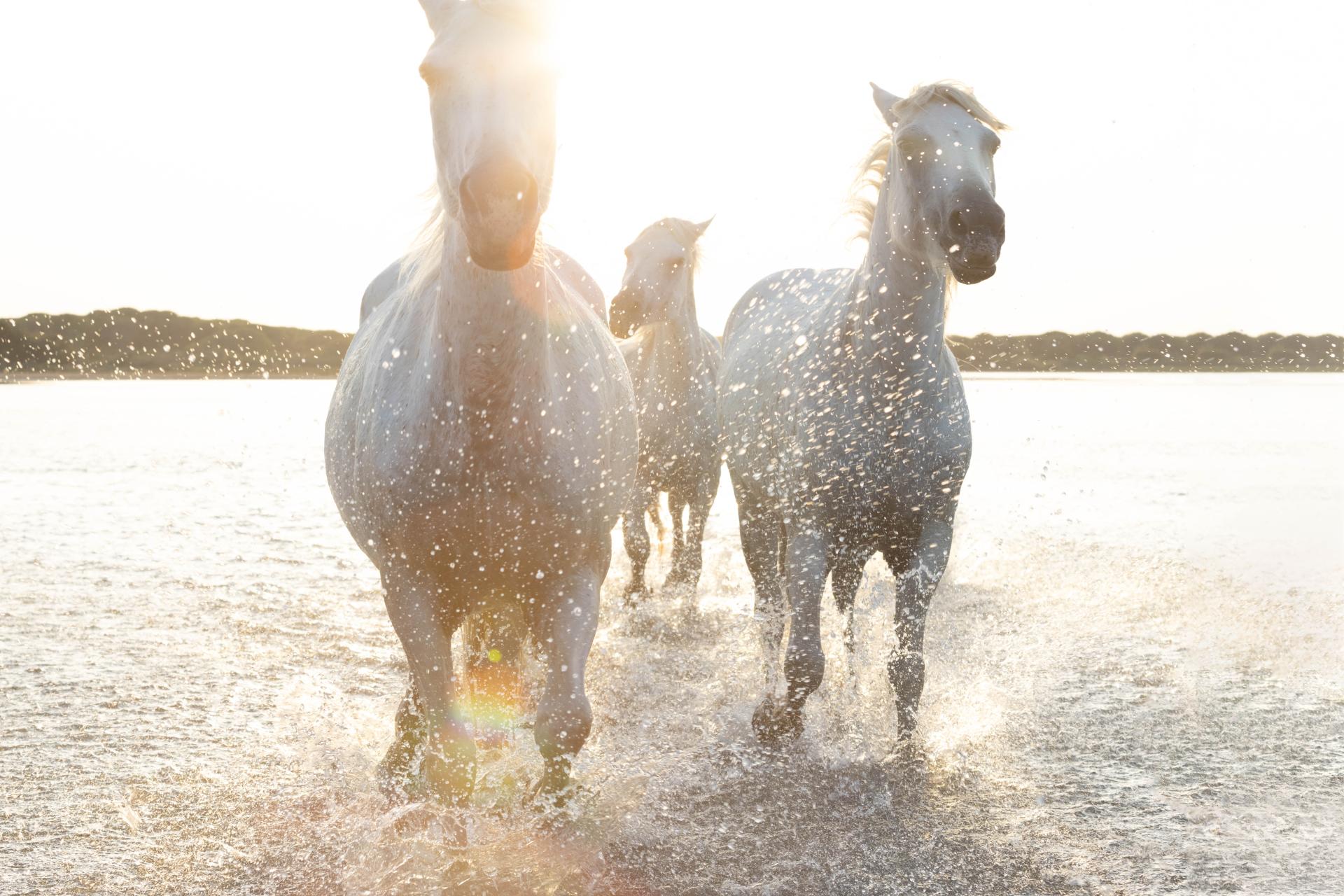 London Photography Awards Winner - Wild Grace: Dance of the Camargue Horses