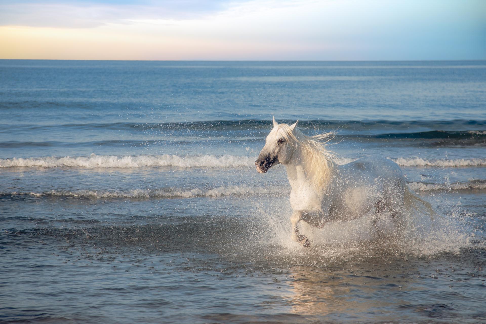London Photography Awards Winner - Wild Grace: Dance of the Camargue Horses