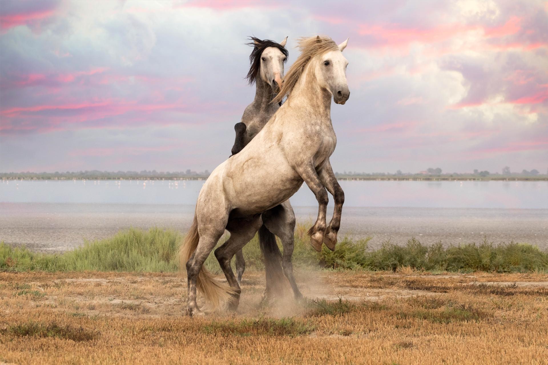 London Photography Awards Winner - Wild Grace: Dance of the Camargue Horses