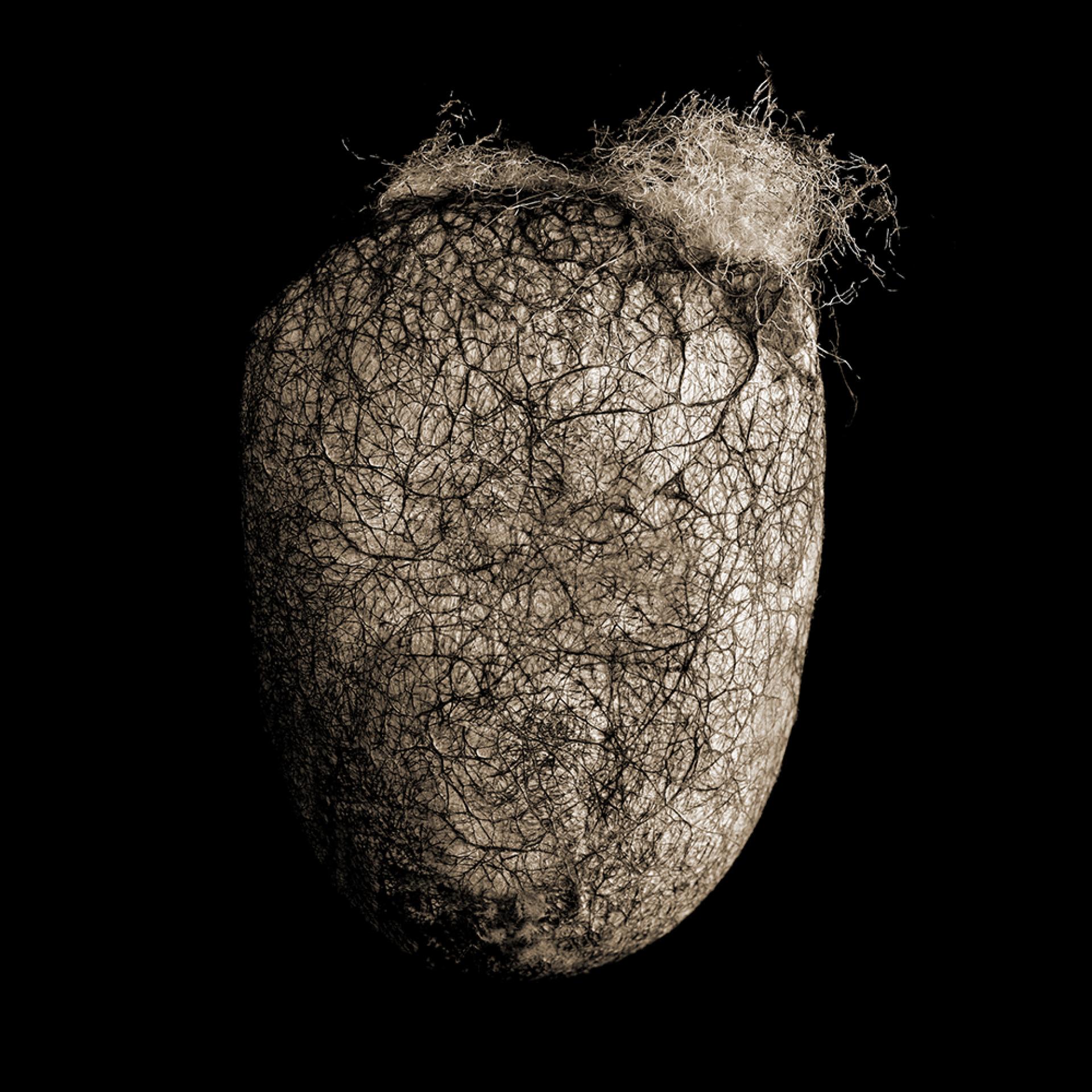 London Photography Awards Winner - BOTANICALS