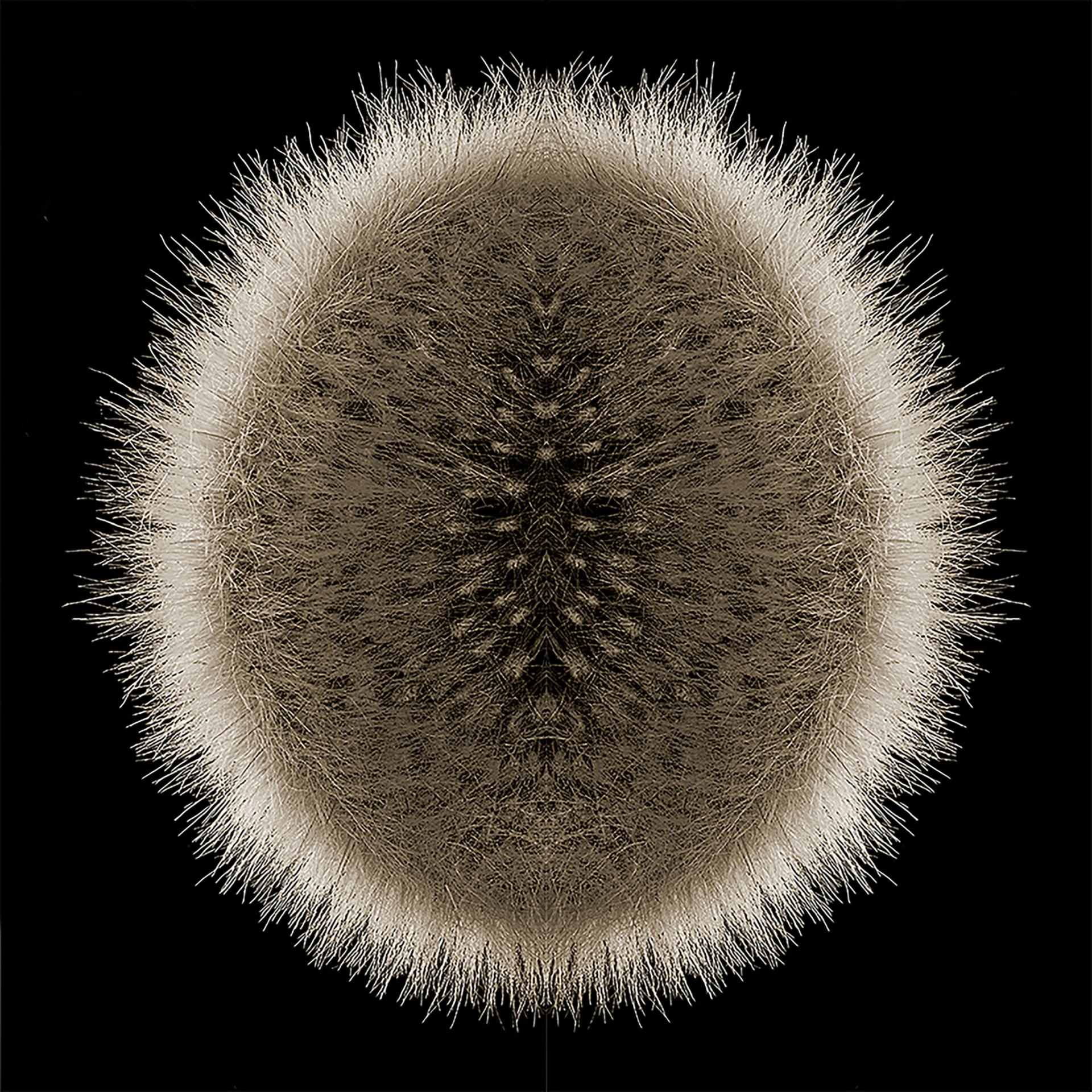 London Photography Awards Winner - BOTANICALS