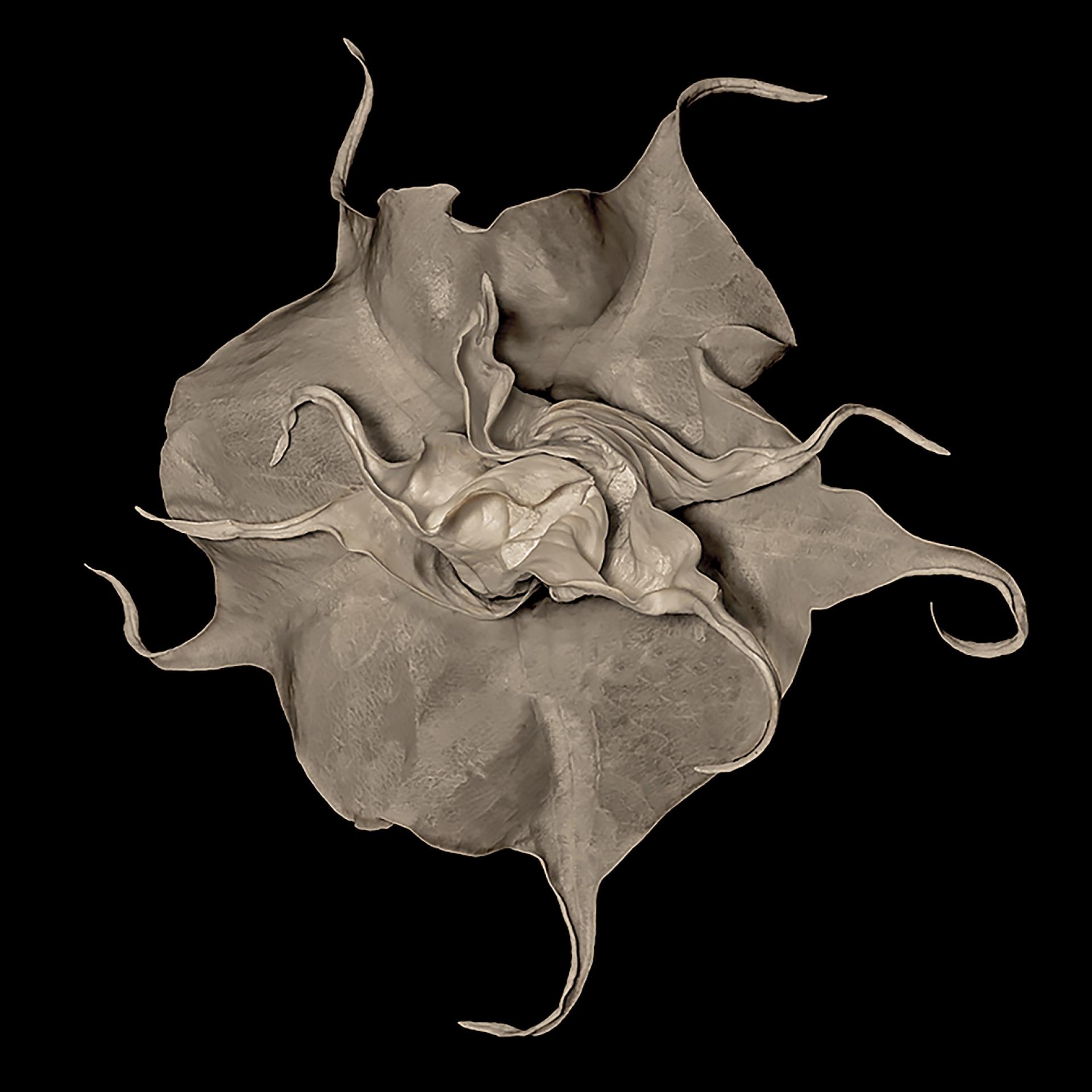 London Photography Awards Winner - BOTANICALS