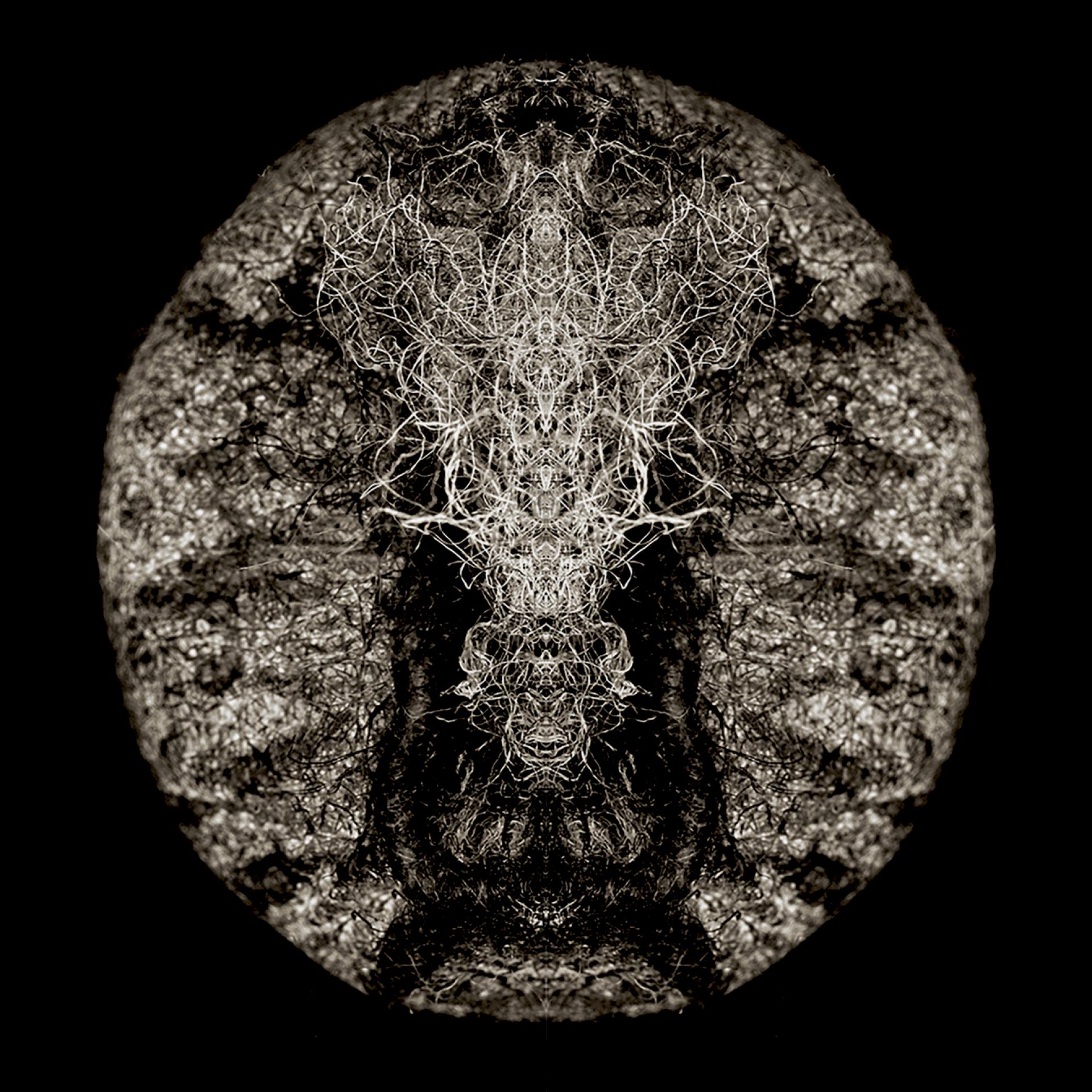 London Photography Awards Winner - BOTANICALS