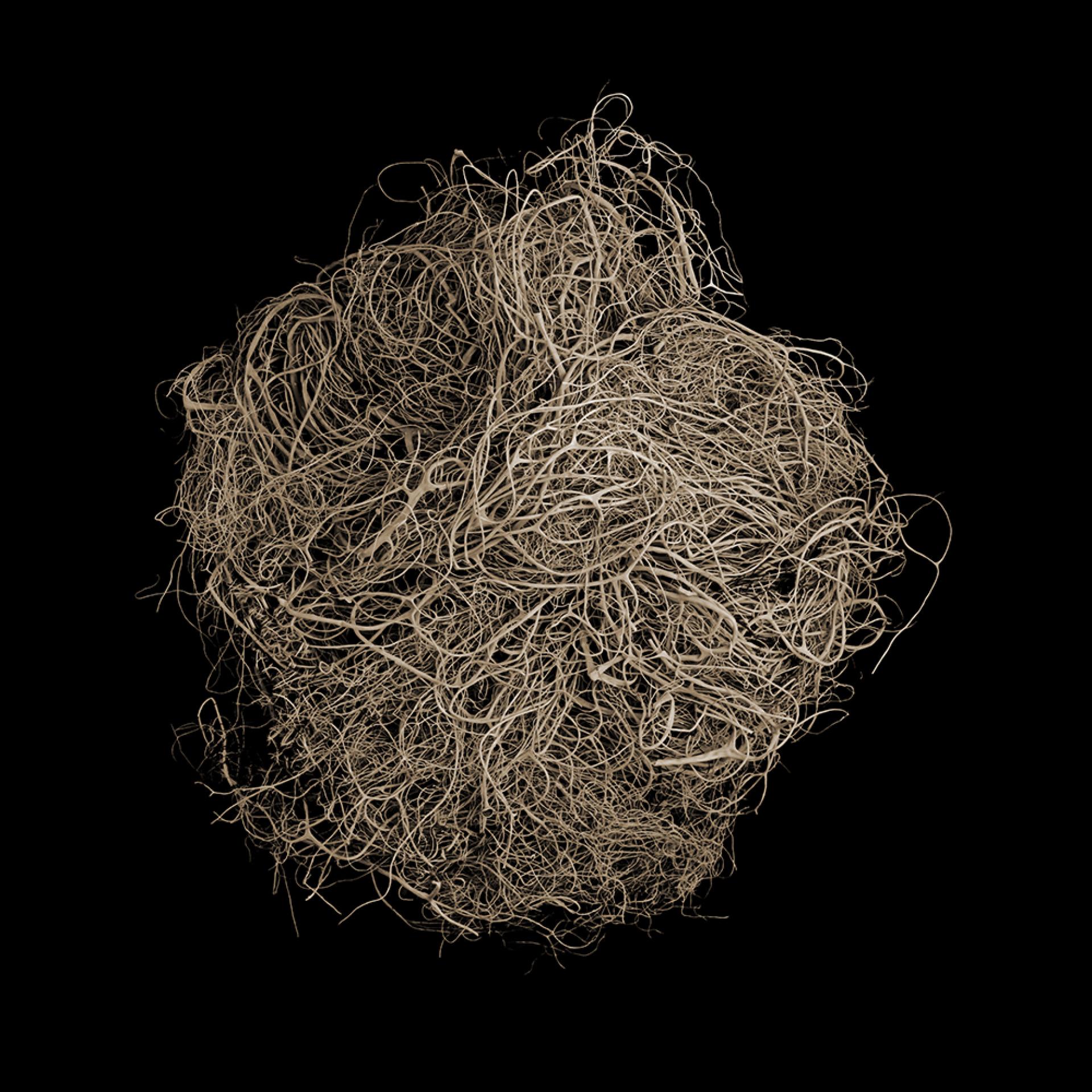 London Photography Awards Winner - BOTANICALS