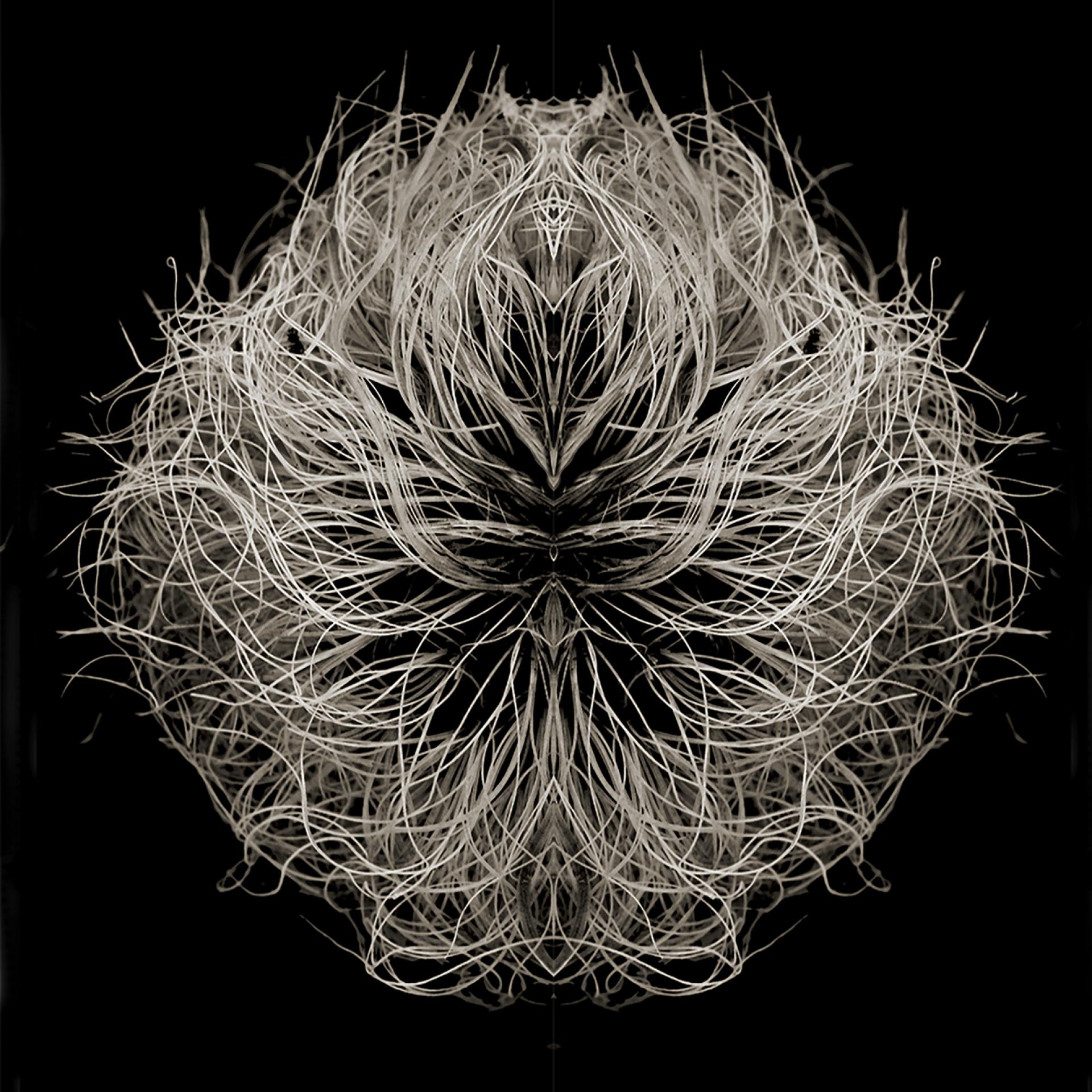 London Photography Awards Winner - BOTANICALS