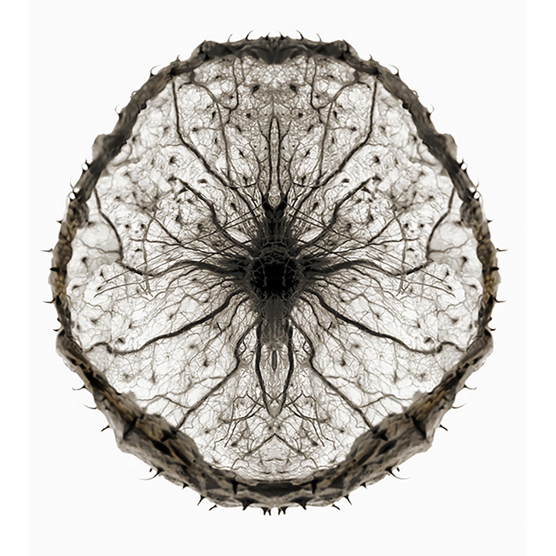 London Photography Awards Winner - BOTANICALS