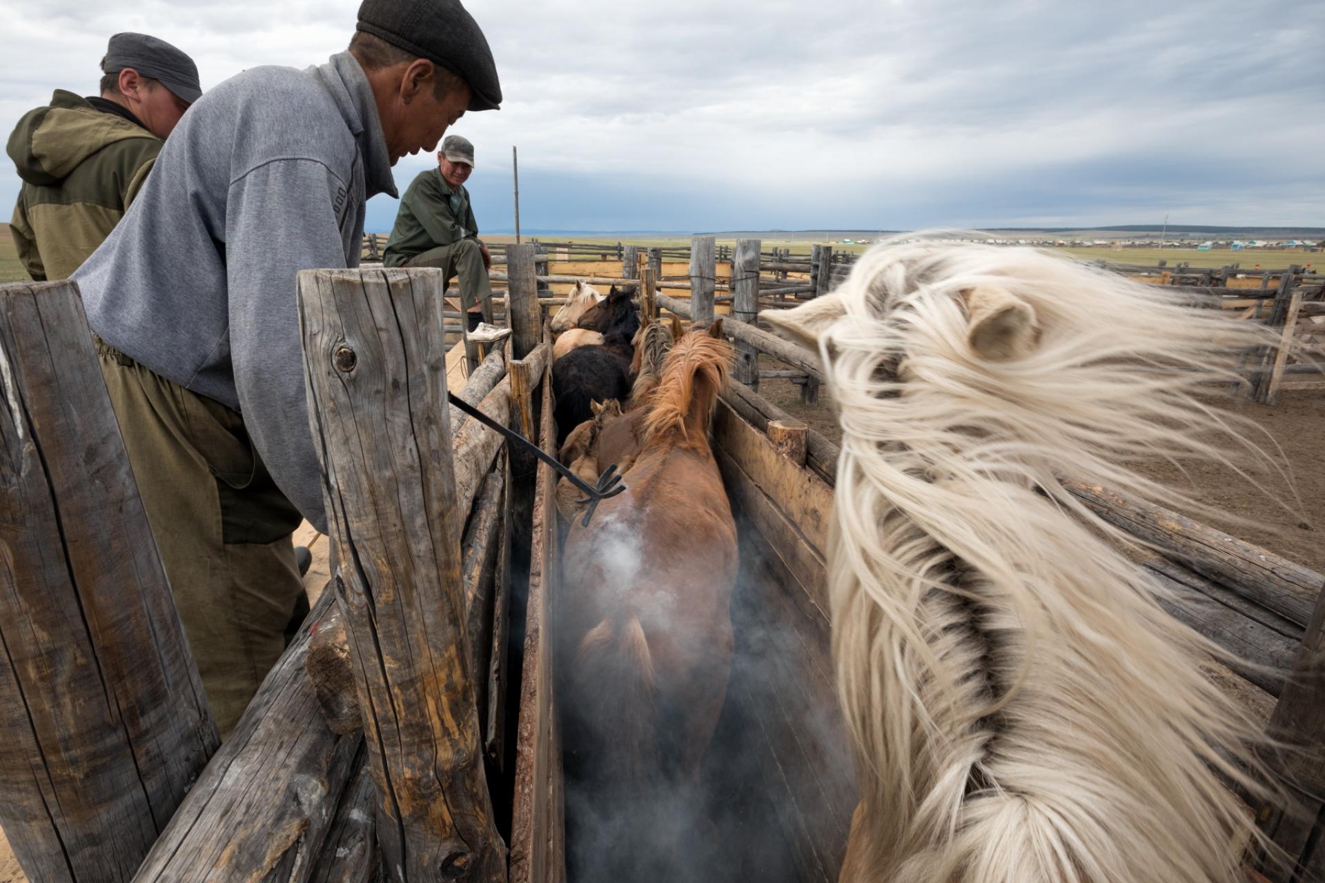 London Photography Awards Winner - People and horses