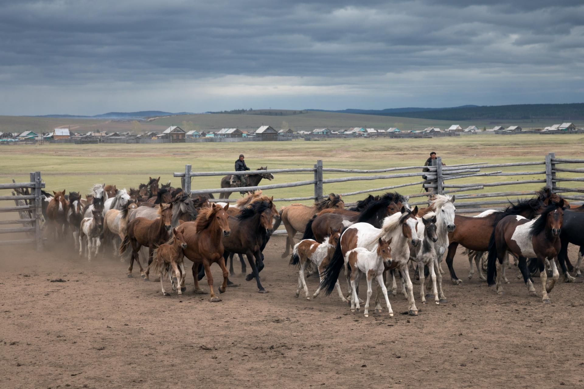 London Photography Awards Winner - People and horses