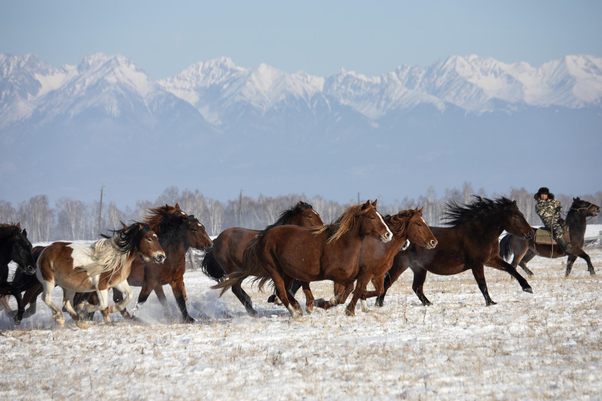 London Photography Awards Winner - People and horses