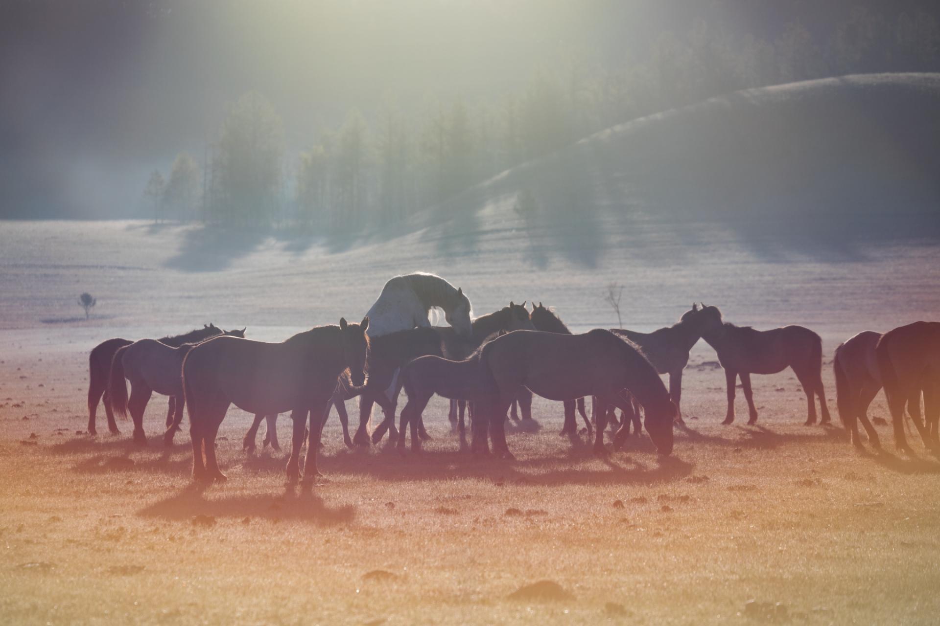 London Photography Awards Winner - People and horses
