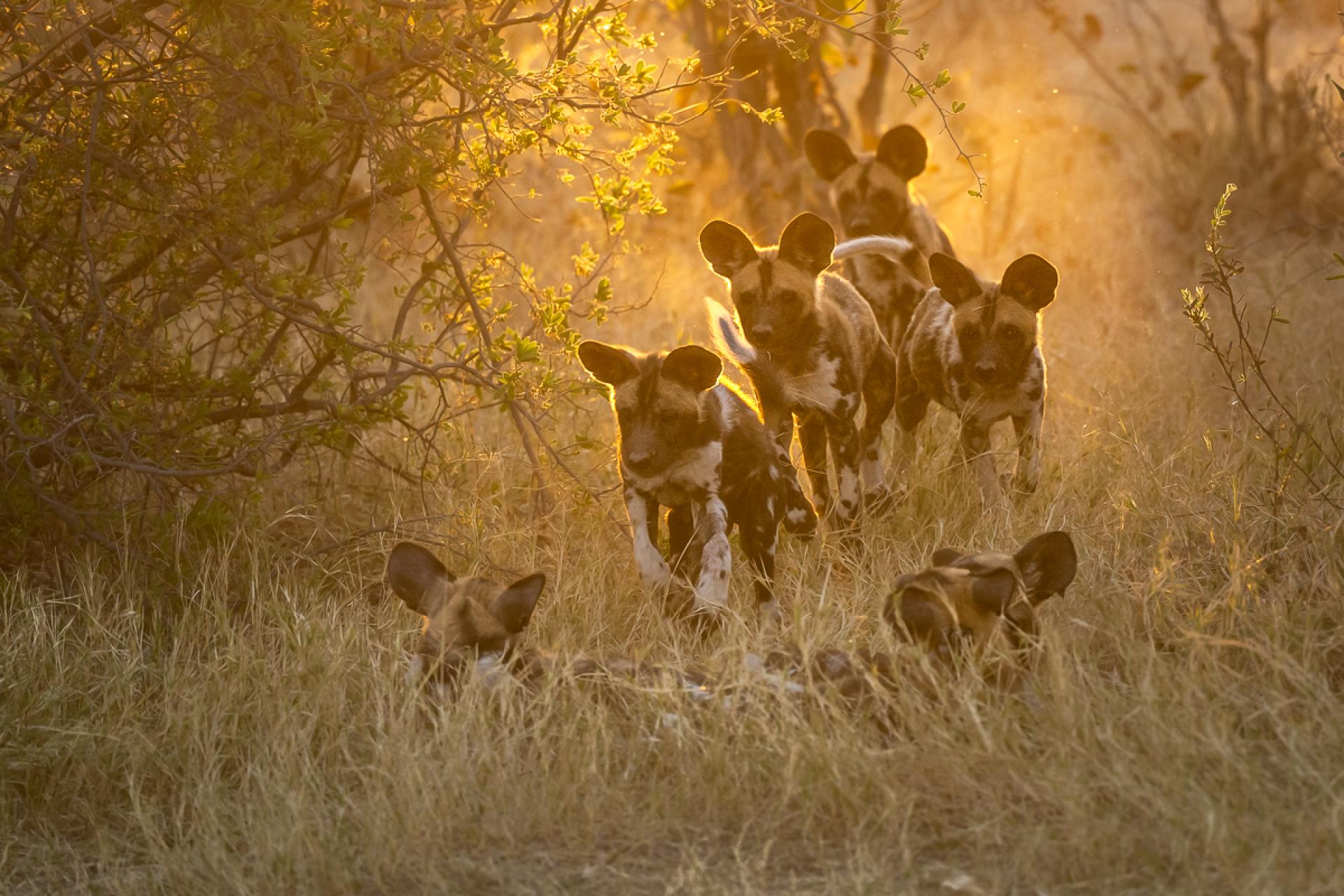 London Photography Awards Winner - Juvenile Painted dogs in Botswana