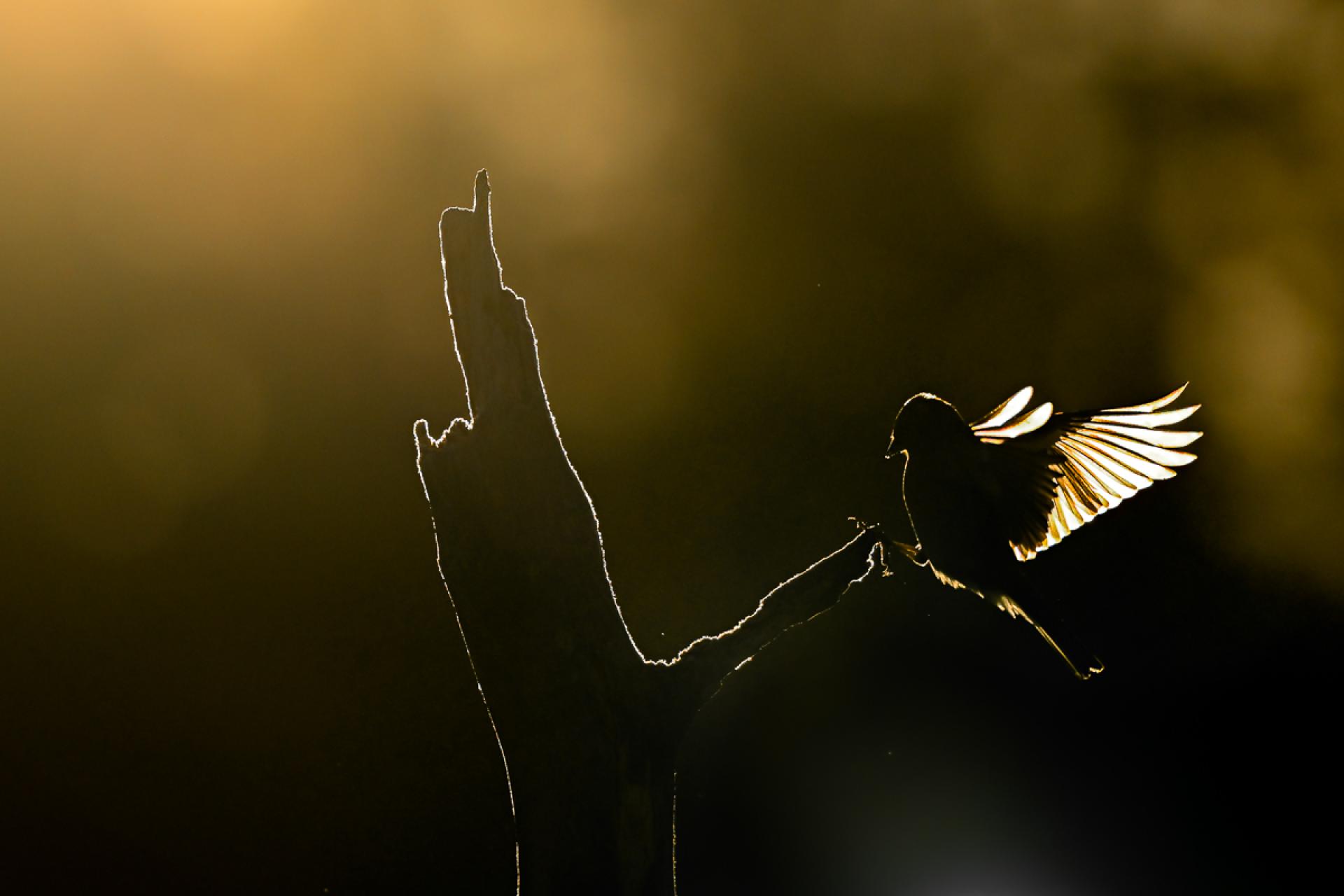 London Photography Awards Winner - Chaffinch landing