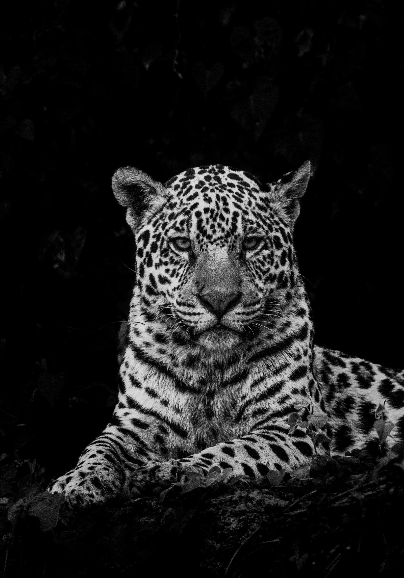 London Photography Awards Winner - Majesty of the Pantanal