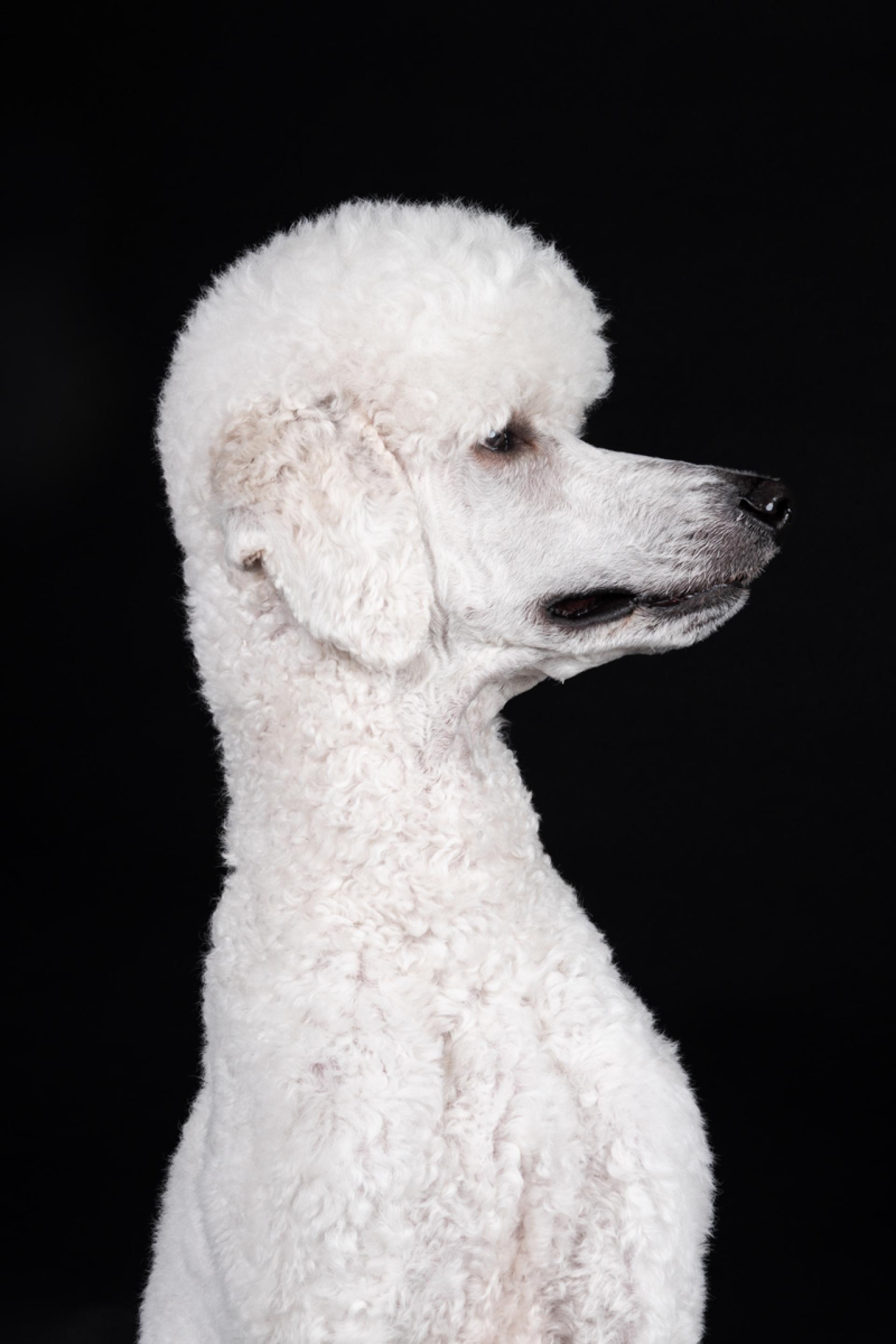 London Photography Awards Winner - Dogs in Studio