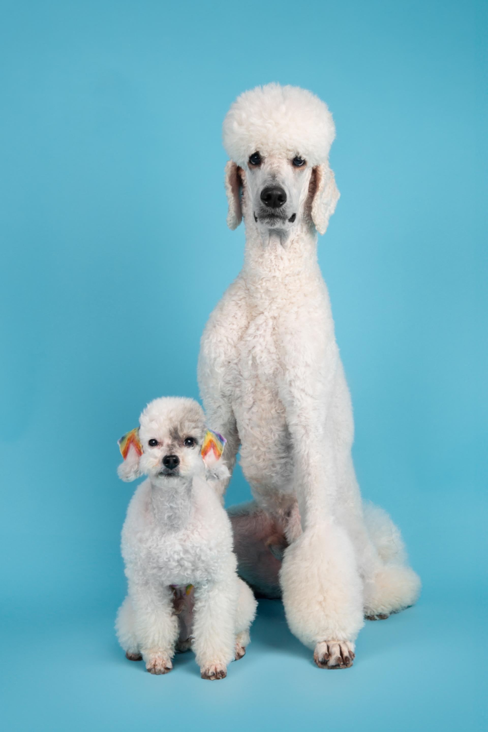 London Photography Awards Winner - Dogs in Studio