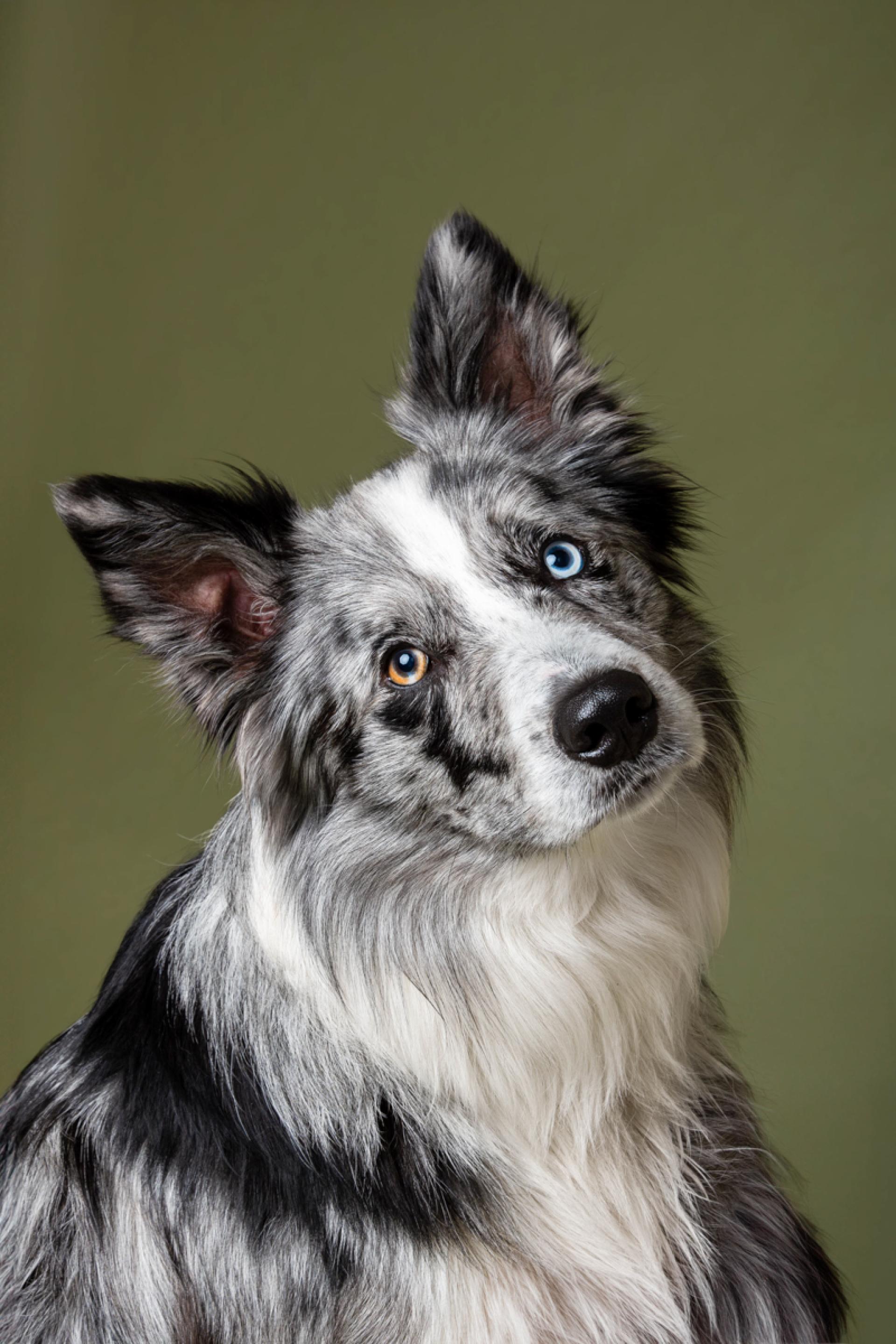 London Photography Awards Winner - Dogs in Studio